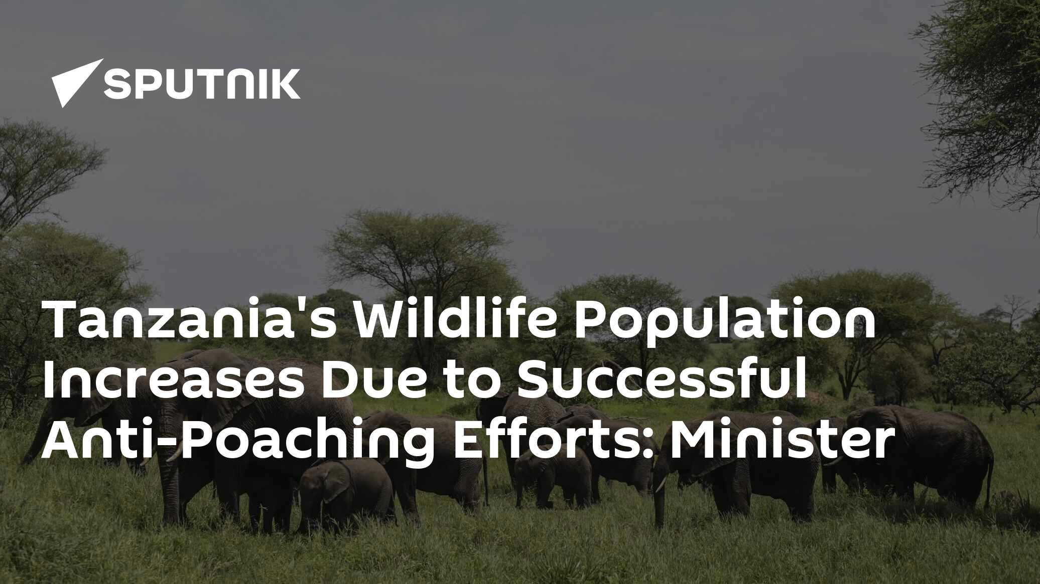 Tanzania's Wildlife Population Increases Due to Successful Anti ...