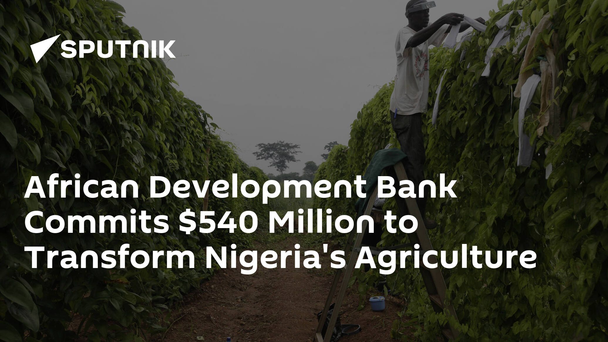 African Development Bank Commits 540 Million To Transform Nigerias Agriculture 09022024 8765