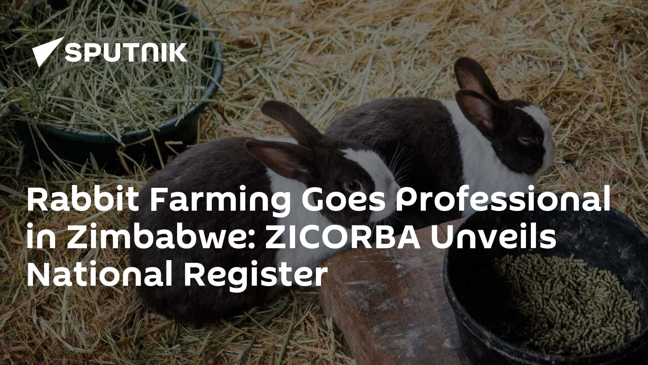 Rabbit Farming Goes Professional in Zimbabwe: ZICORBA Unveils National ...