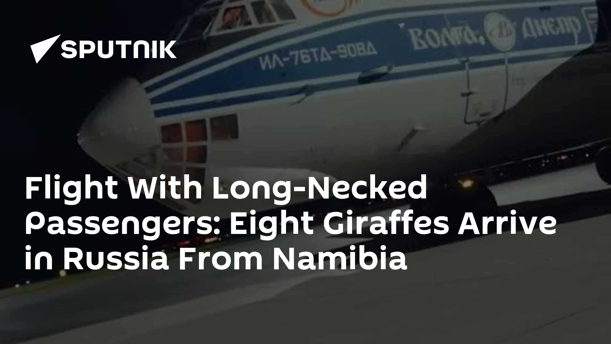 Flight With Long-Necked Passengers: Eight Giraffes Arrive in