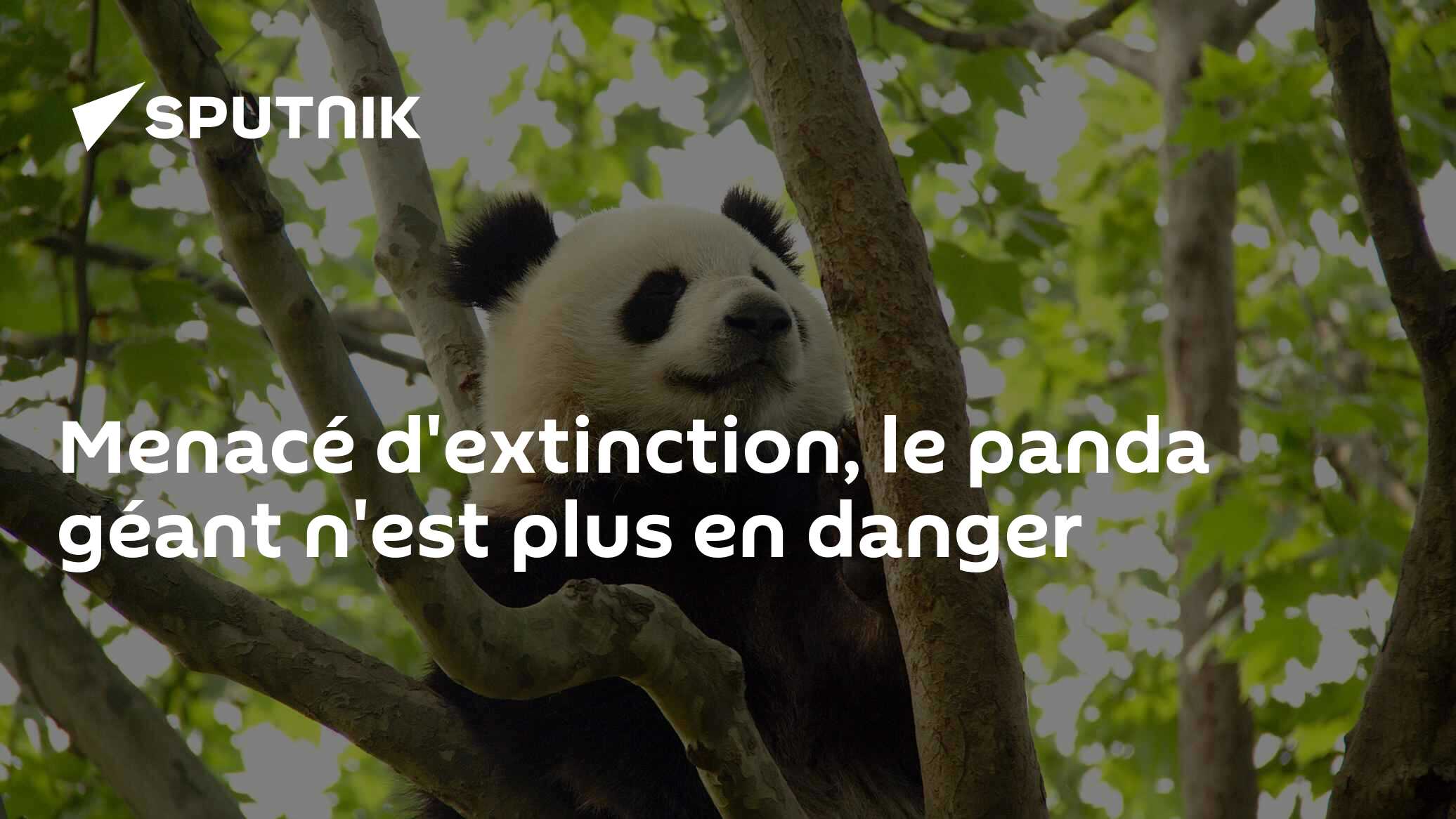 Menacé d'extinction, le panda géant n'est plus en danger - 05.09.2016