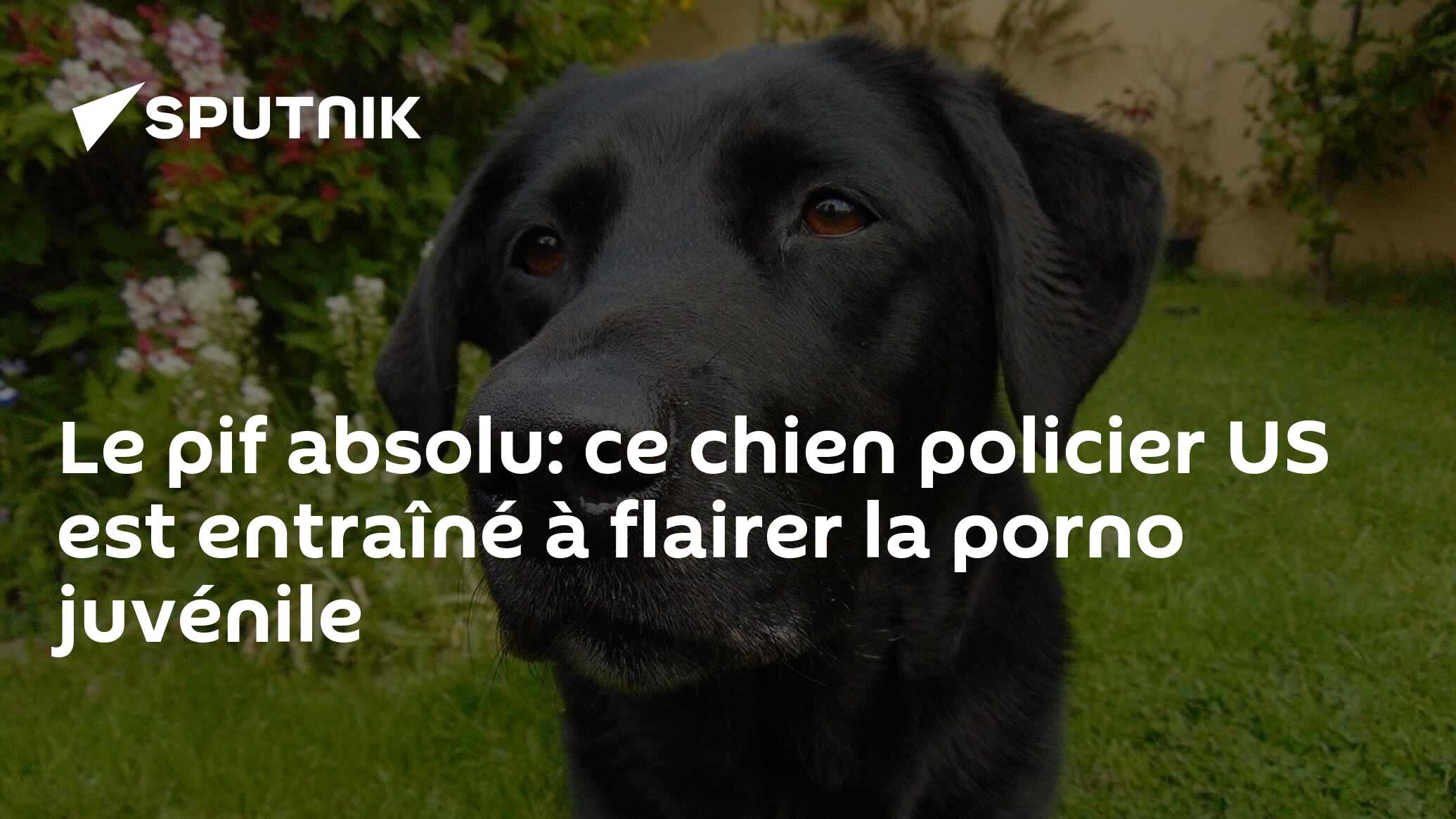 Le pif absolu: ce chien policier US est entraîné à flairer la porno  juvénile - 29.09.2016, Sputnik Afrique