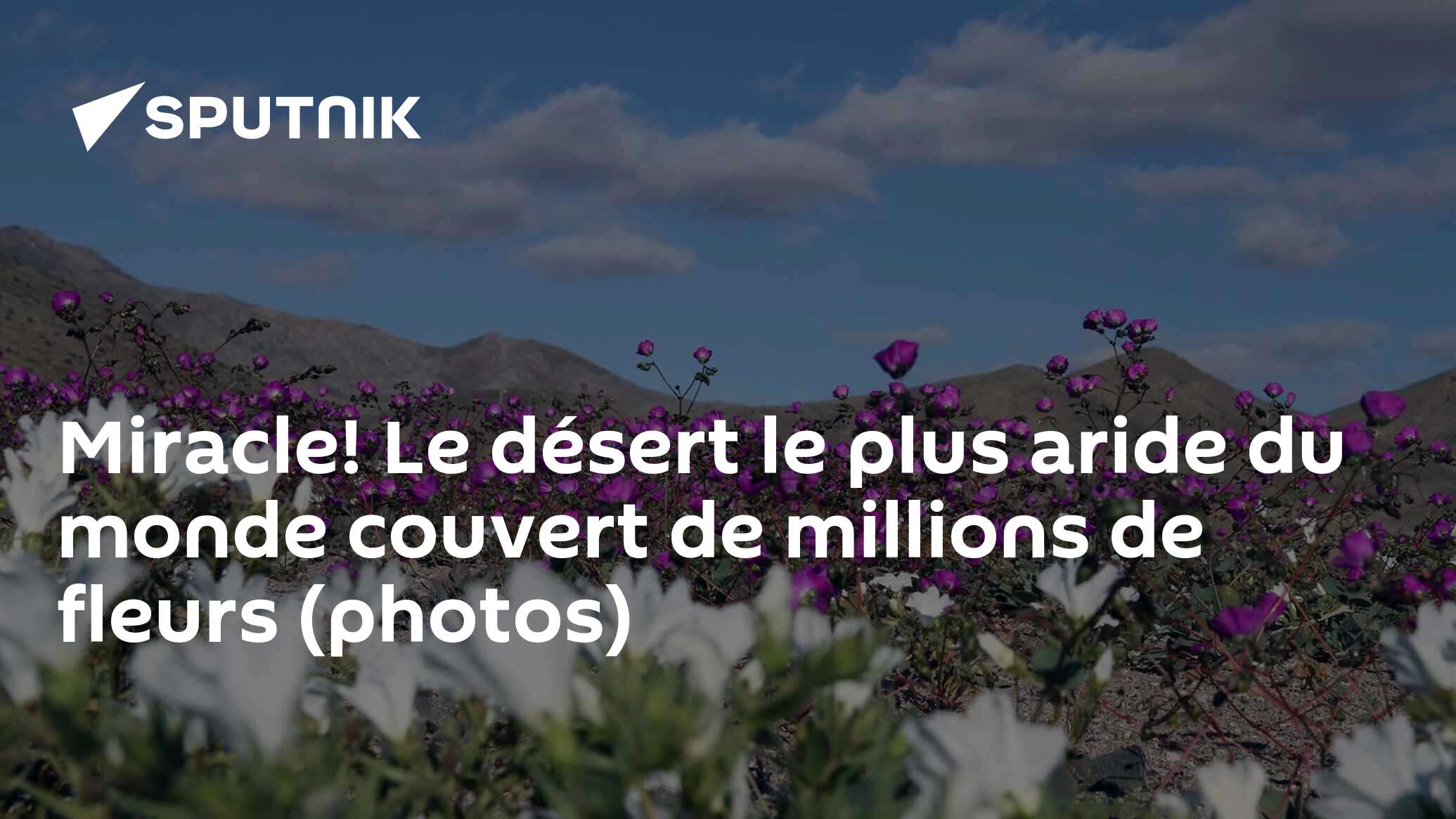 Miracle! Le désert le plus aride du monde couvert de millions de fleurs ...