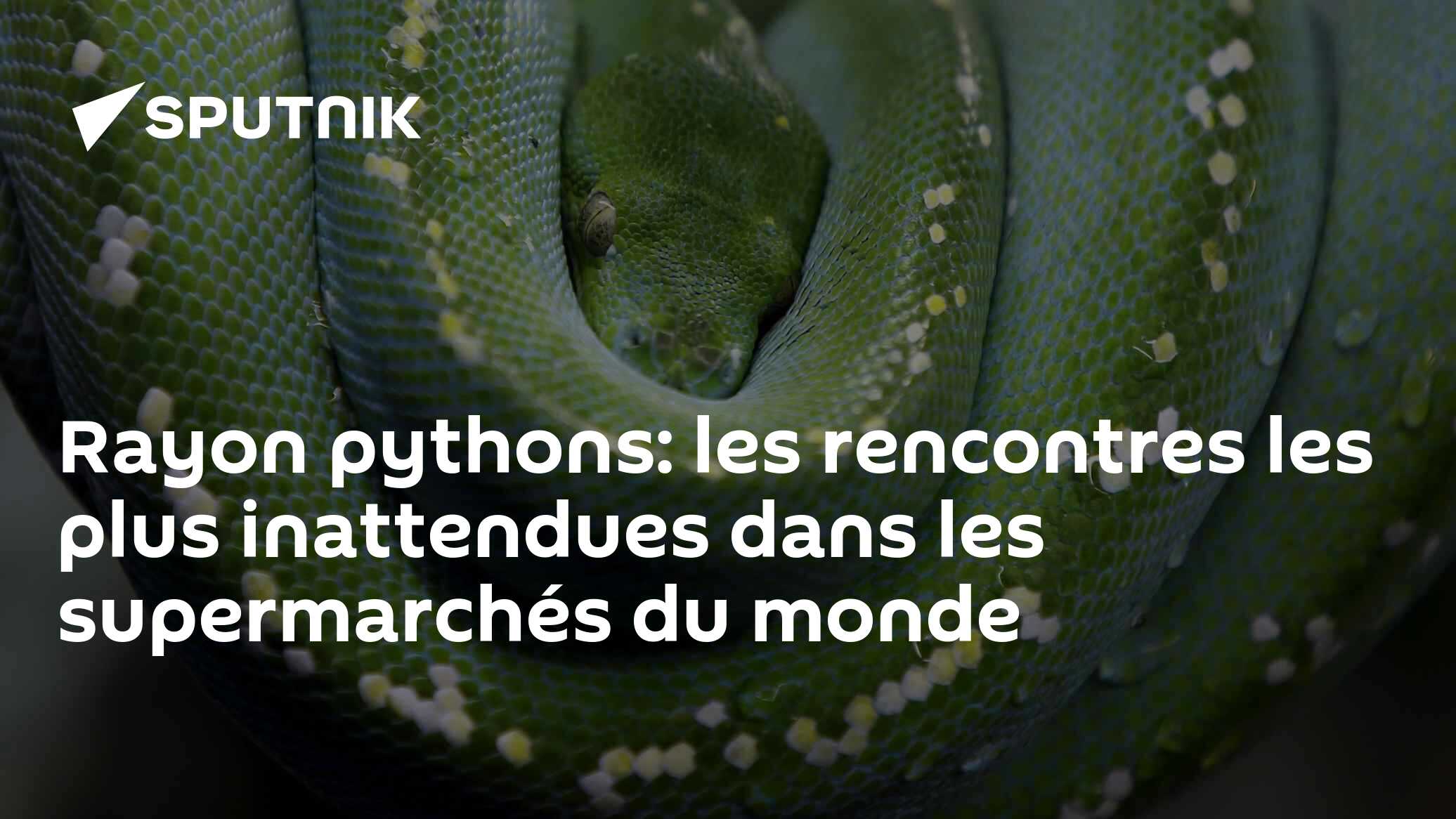 Rayon pythons: les rencontres les plus inattendues dans les ...