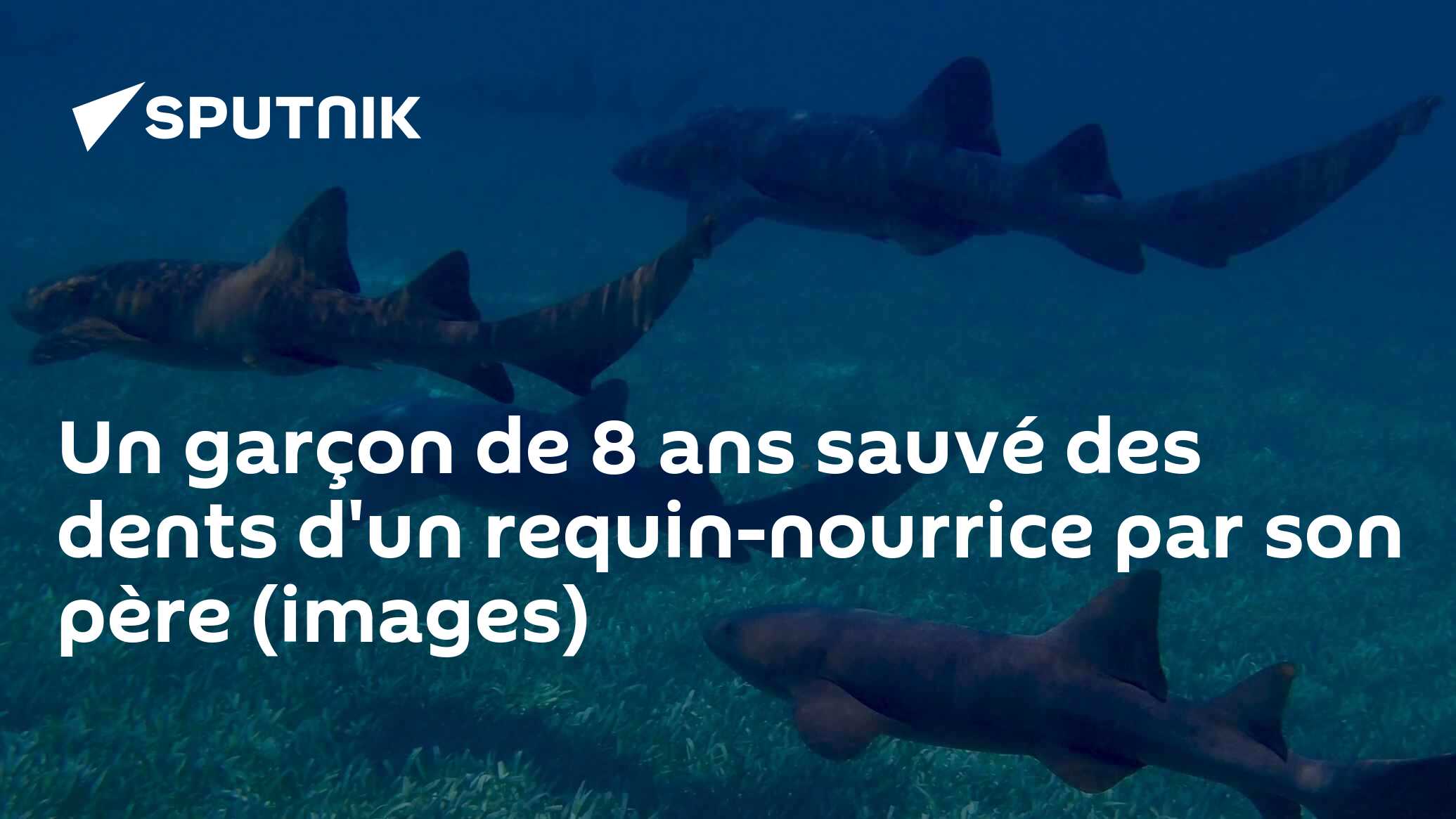 dents de requin nourrice