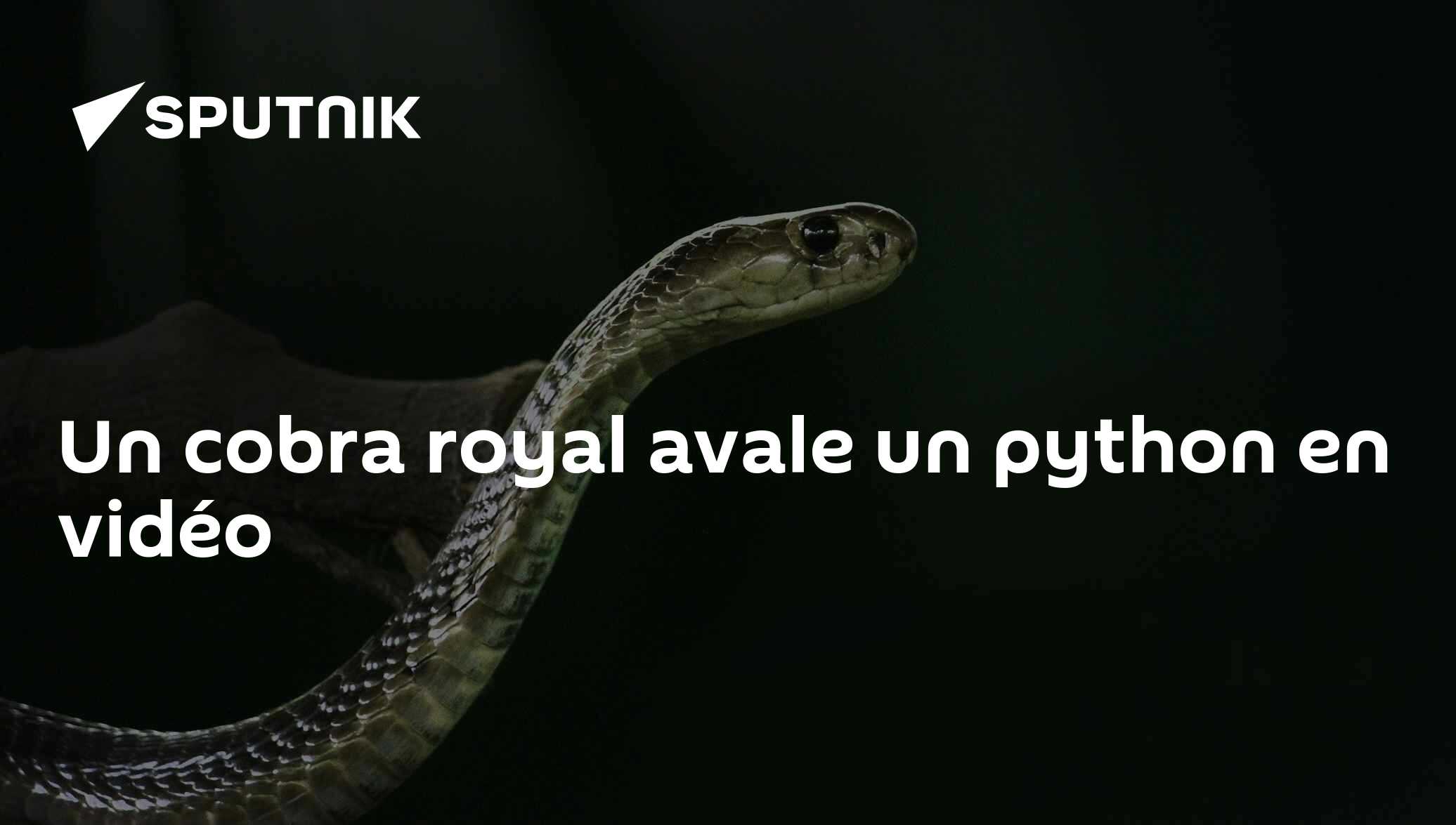 Un cobra royal avale un python en vidéo - 18.01.2019, Sputnik Afrique