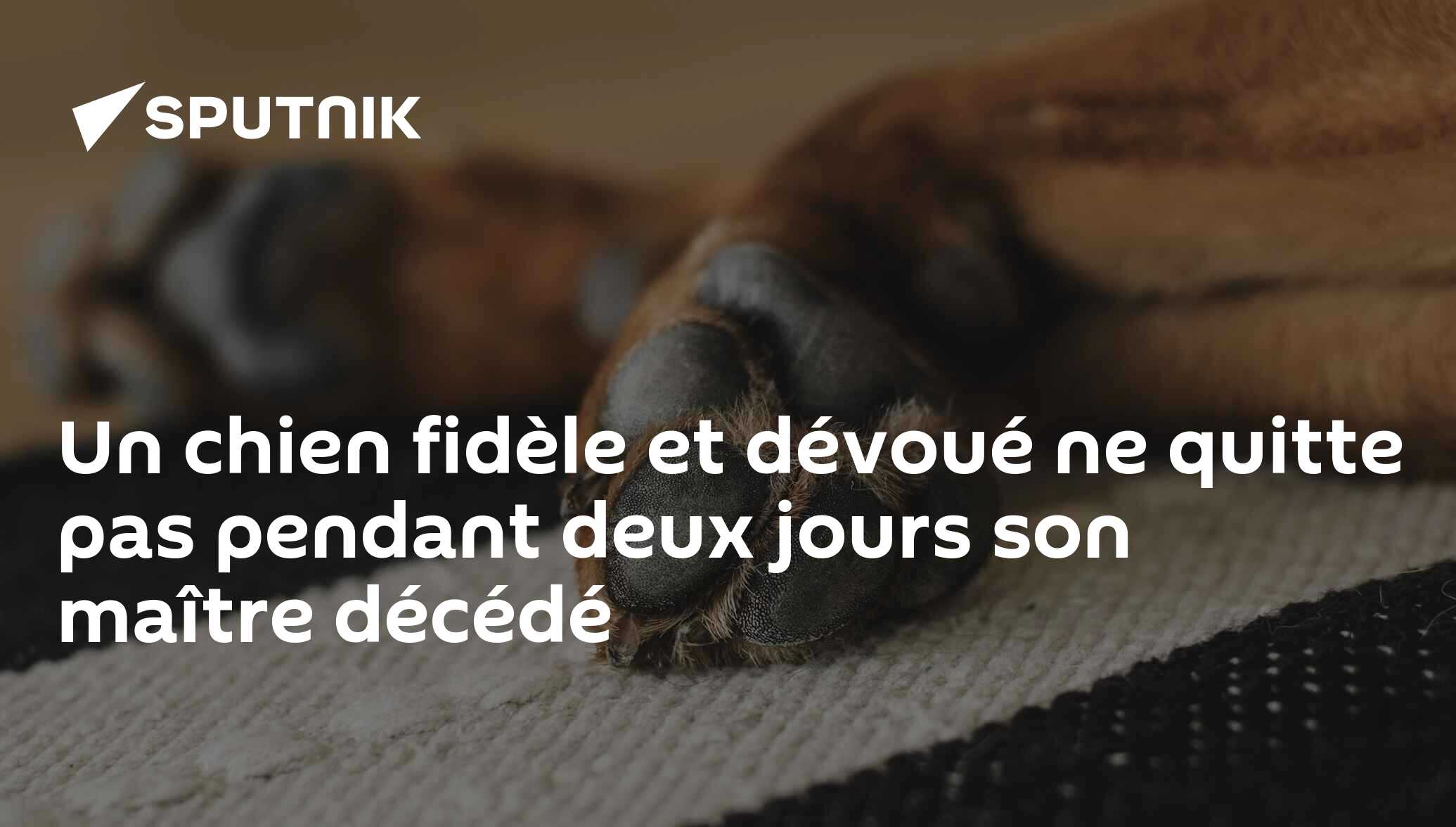Un chien fidèle et dévoué ne quitte pas pendant deux jours son maître décédé 10.07.2019