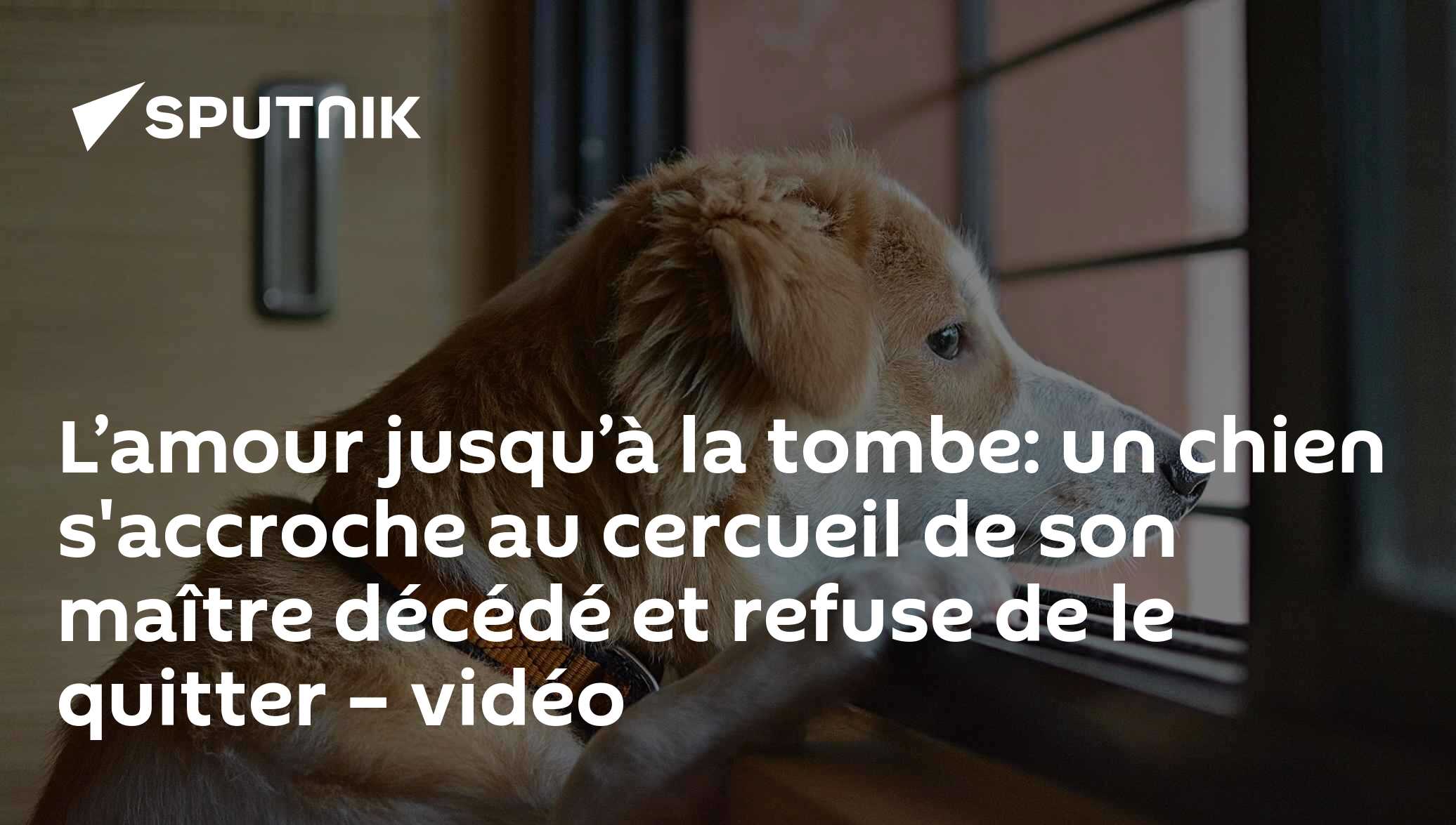 L’amour jusqu’à la tombe: un chien s'accroche au cercueil de son maître