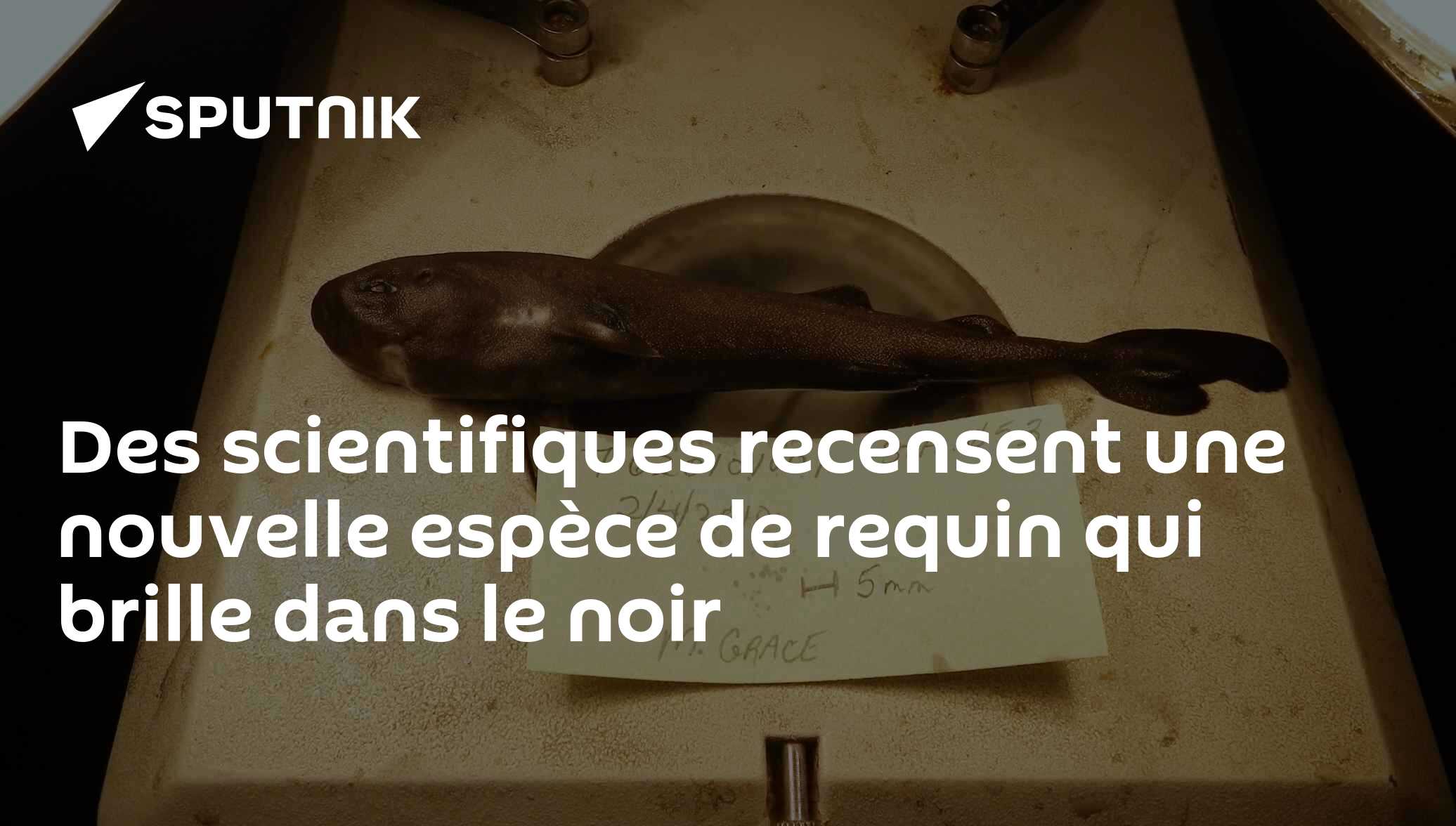 Des scientifiques recensent une nouvelle espèce de requin qui brille ...