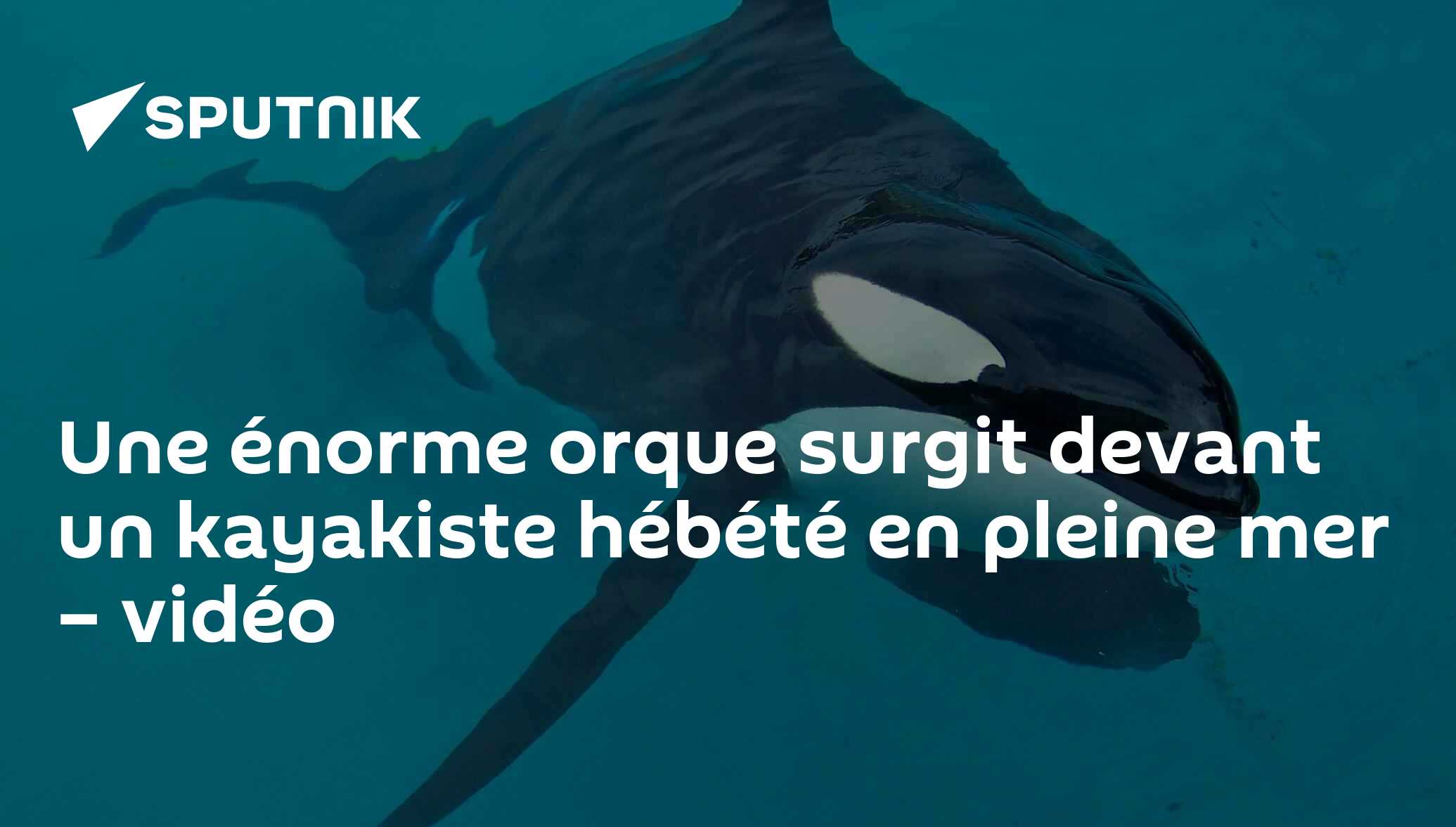 Une énorme orque surgit devant un kayakiste hébété en pleine mer ...