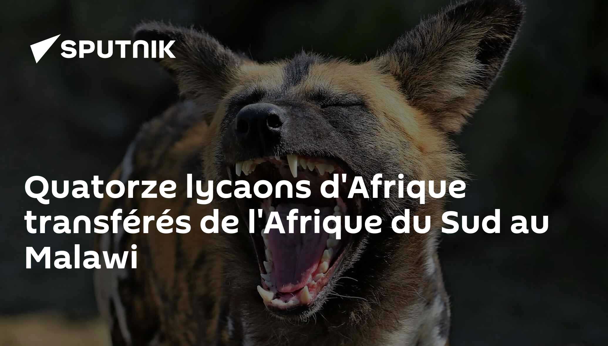 Quatorze lycaons d'Afrique transférés de l'Afrique du Sud au Malawi