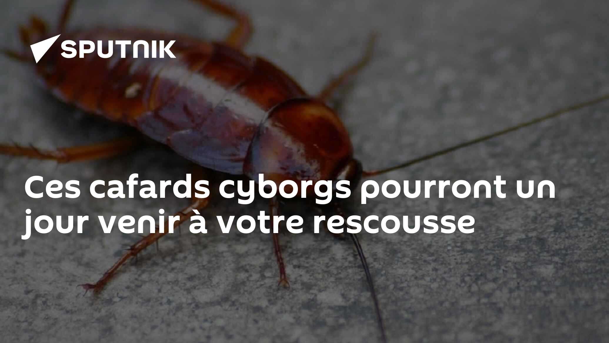 Ces cafards cyborgs pourront un jour vous venir à la rescousse