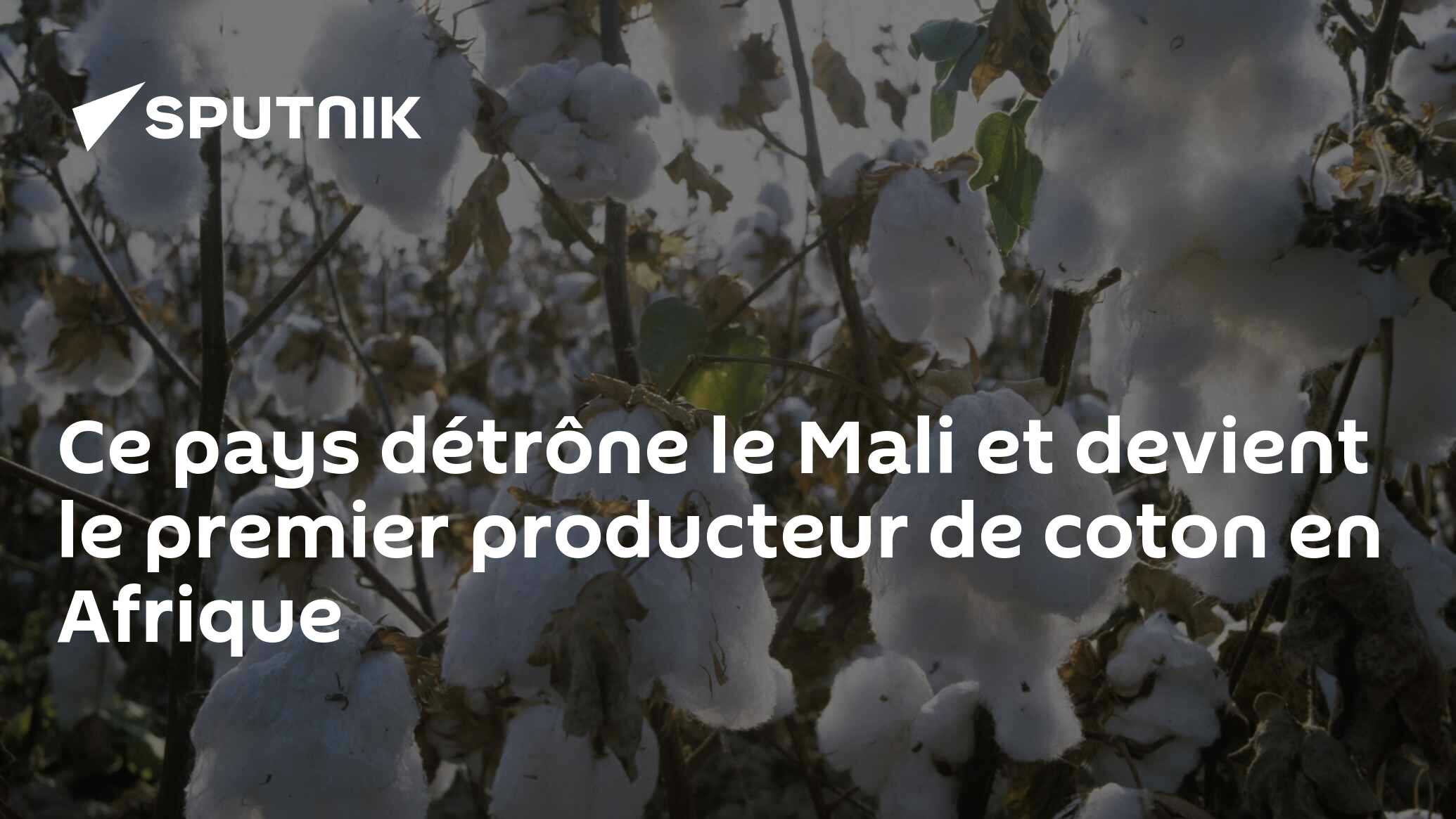 Ce pays détrône le Mali et devient le premier producteur de coton en Afrique