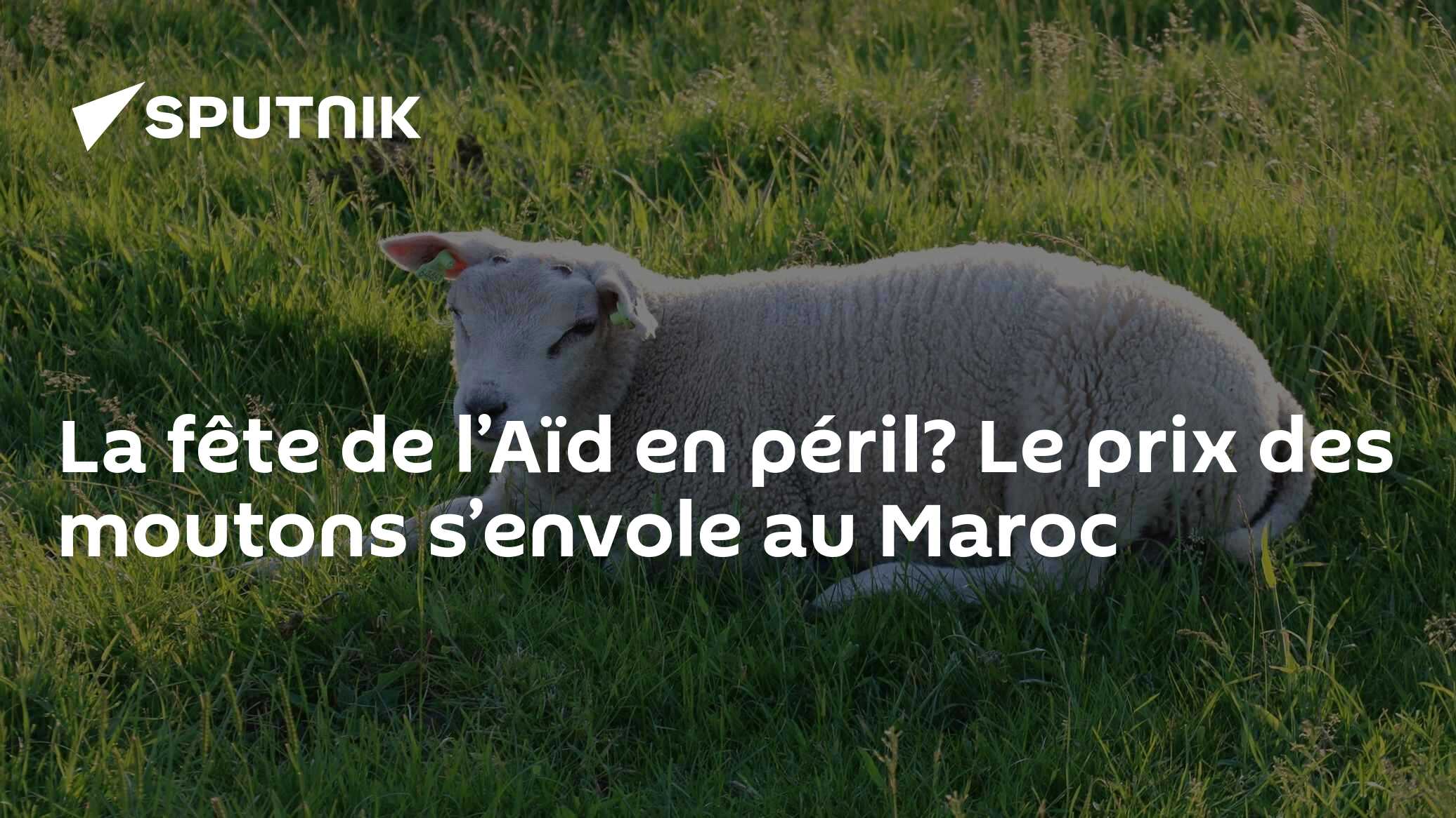 La fête de l’Aïd en péril? Le prix des moutons s’envolent au Maroc
