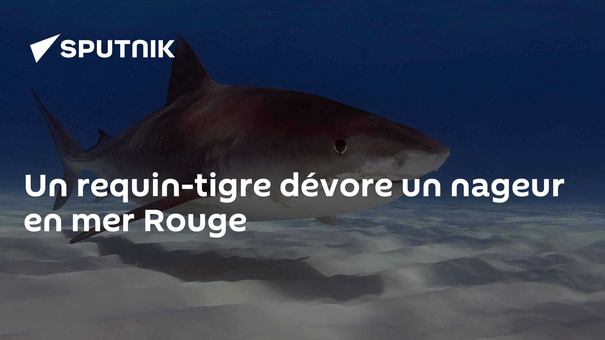 Un requin-tigre dévore un nageur en mer Rouge
