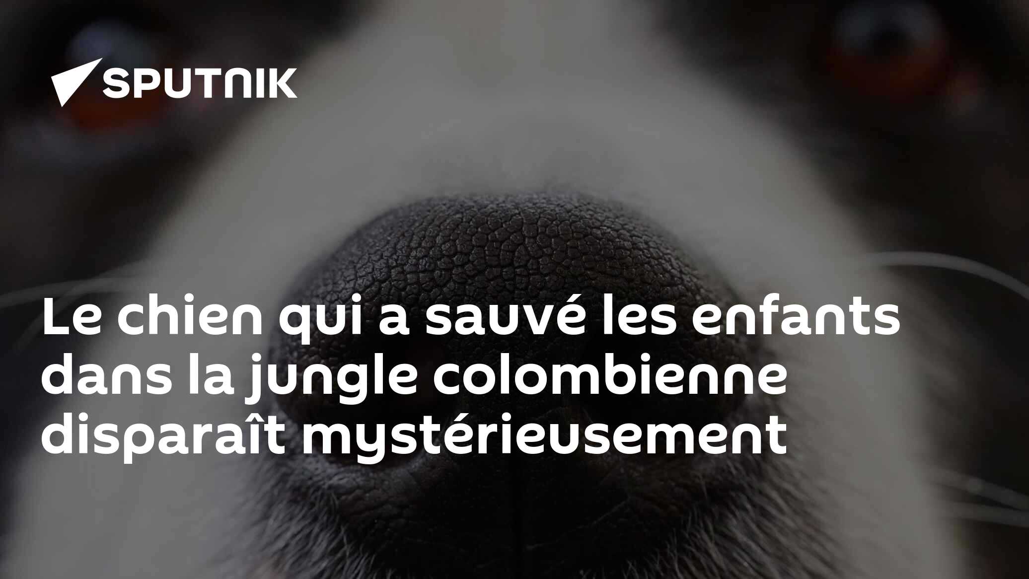Le chien qui a sauvé les enfants dans la jungle colombienne disparaît mystérieusement
