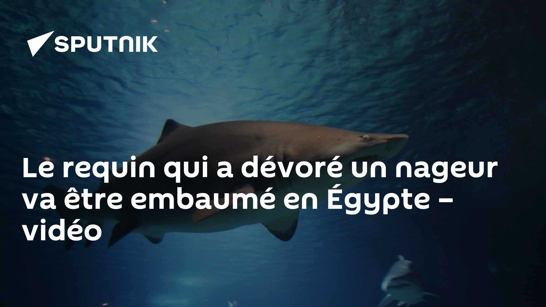 Le requin qui a dévoré un nageur va être embaumé en Égypte – vidéo