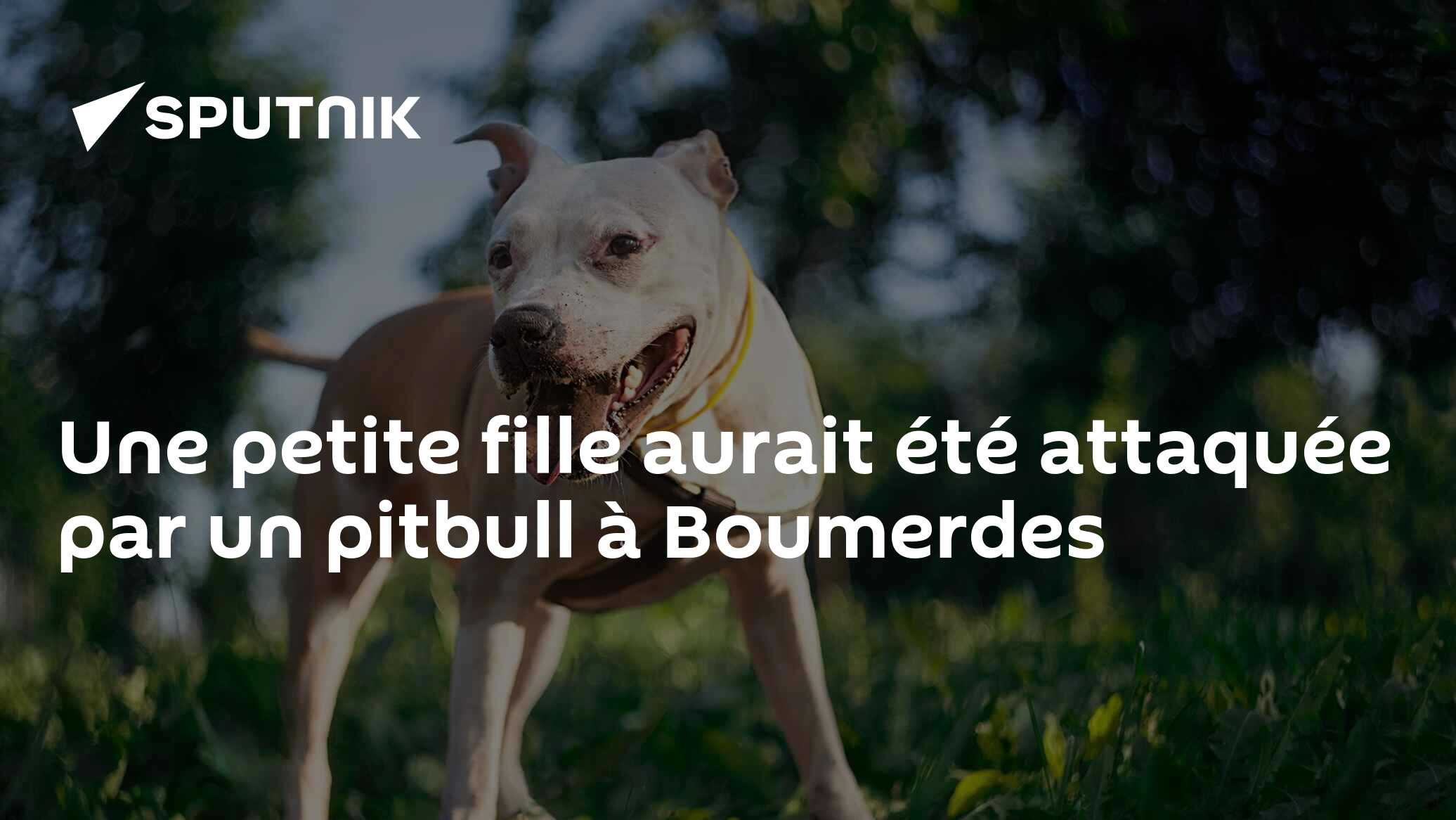 Une petite fille aurait été attaquée par un pitbull à Boumerdes