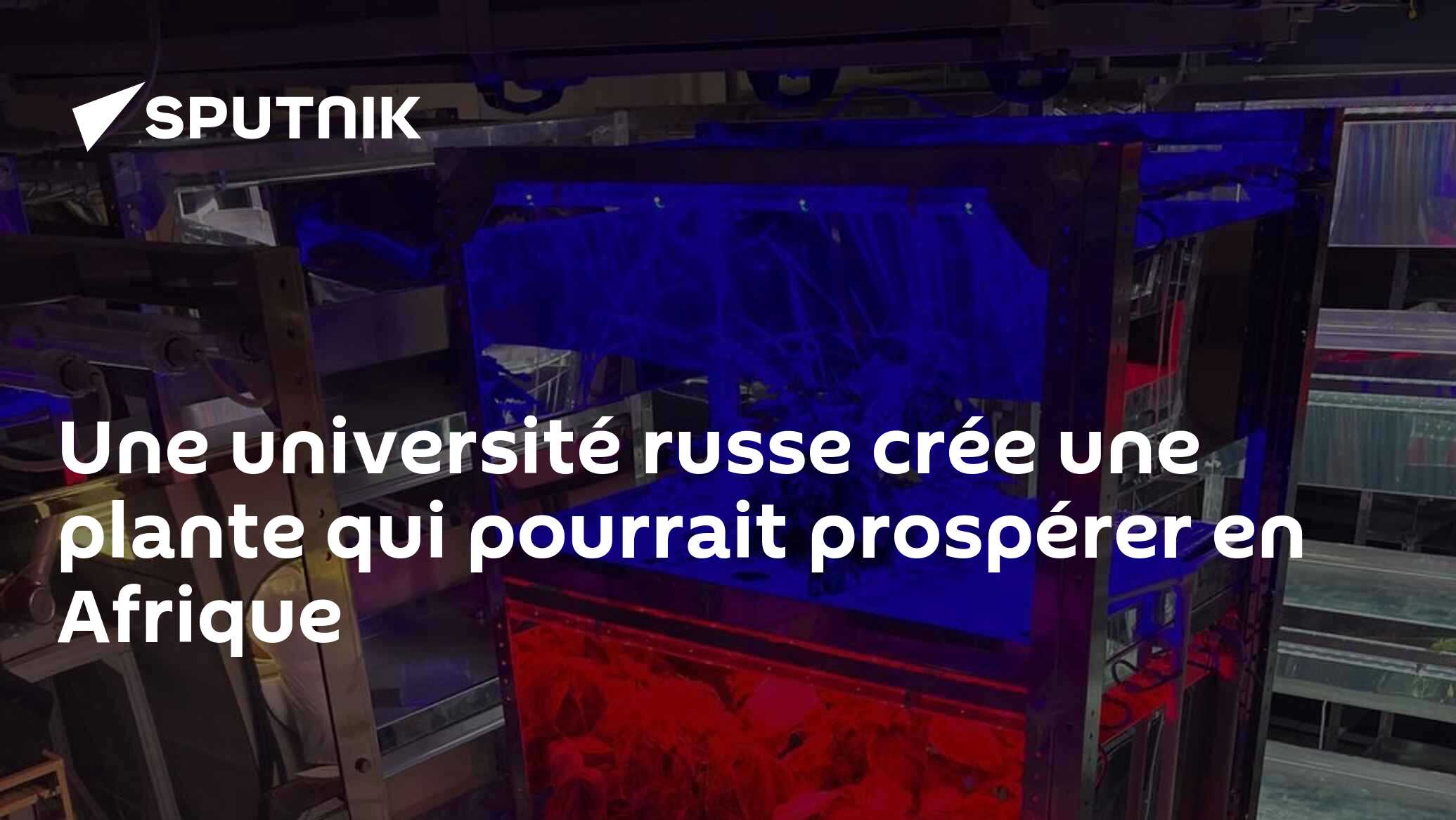 Une université russe crée une plante qui pourrait prospérer en Afrique