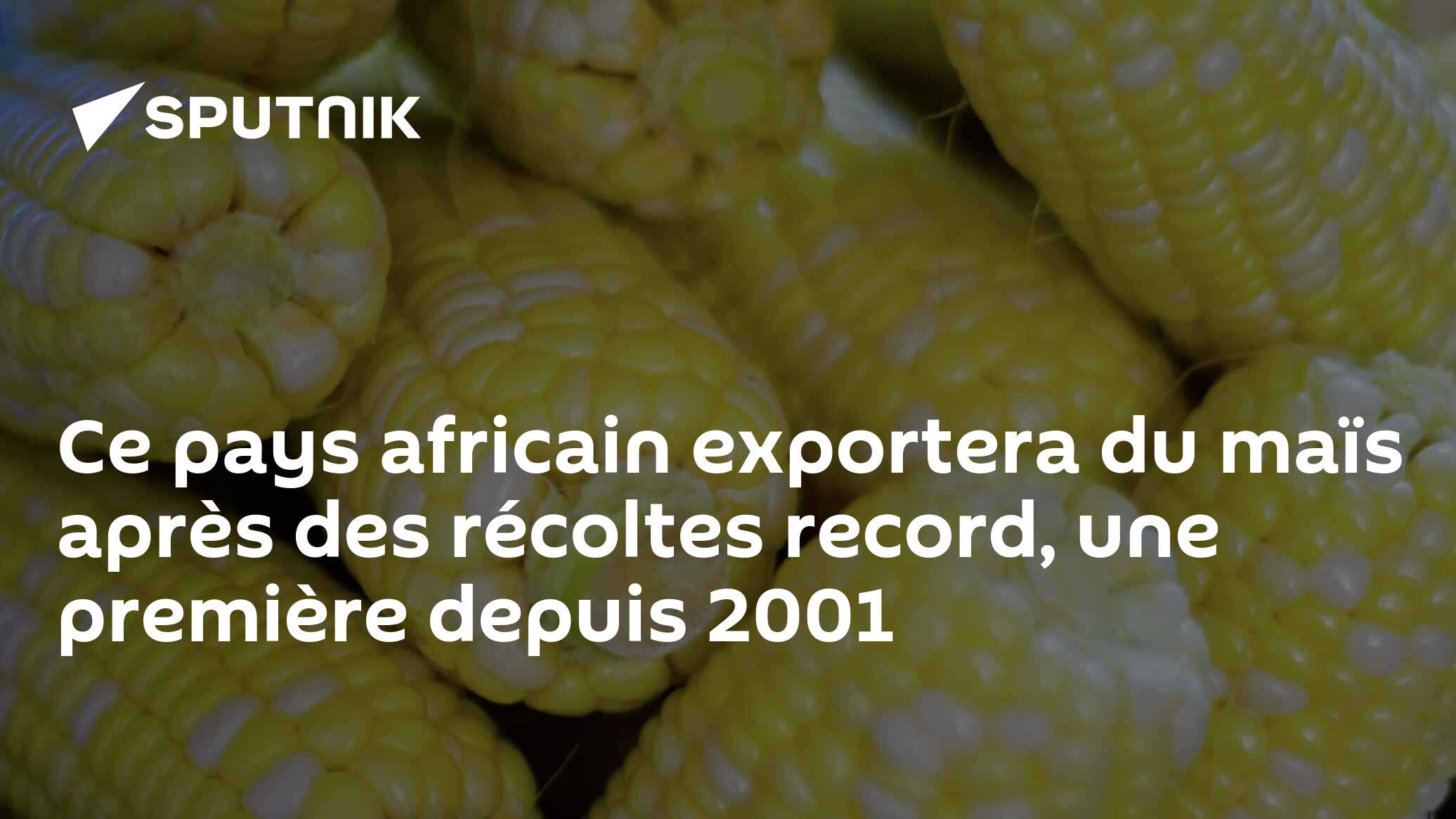 Ce pays africain exportera du maïs après des récoltes record, une première depuis 2001