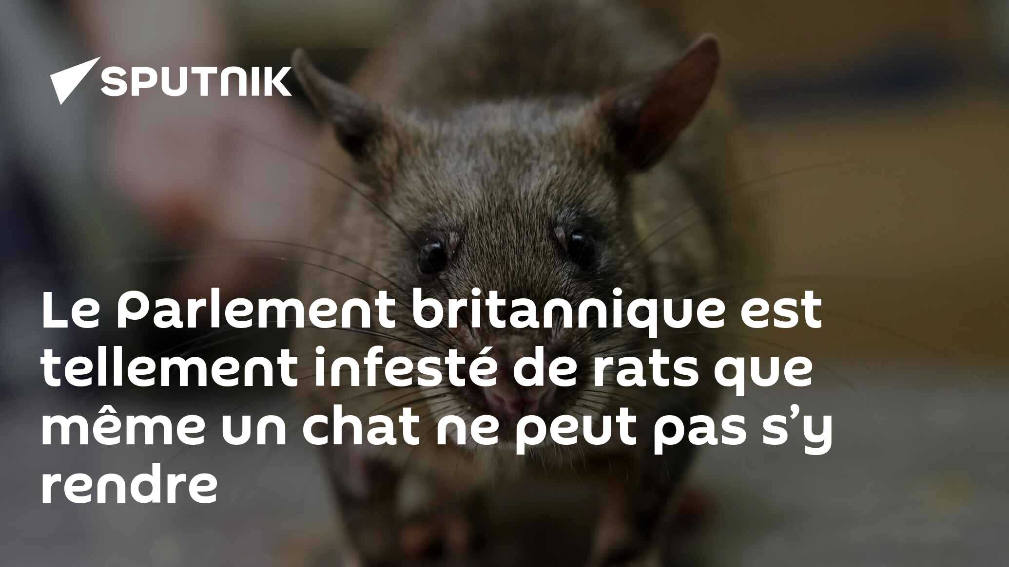Le Parlement britannique est tellement infesté de rats que même un chat ne peut pas s’y rendre