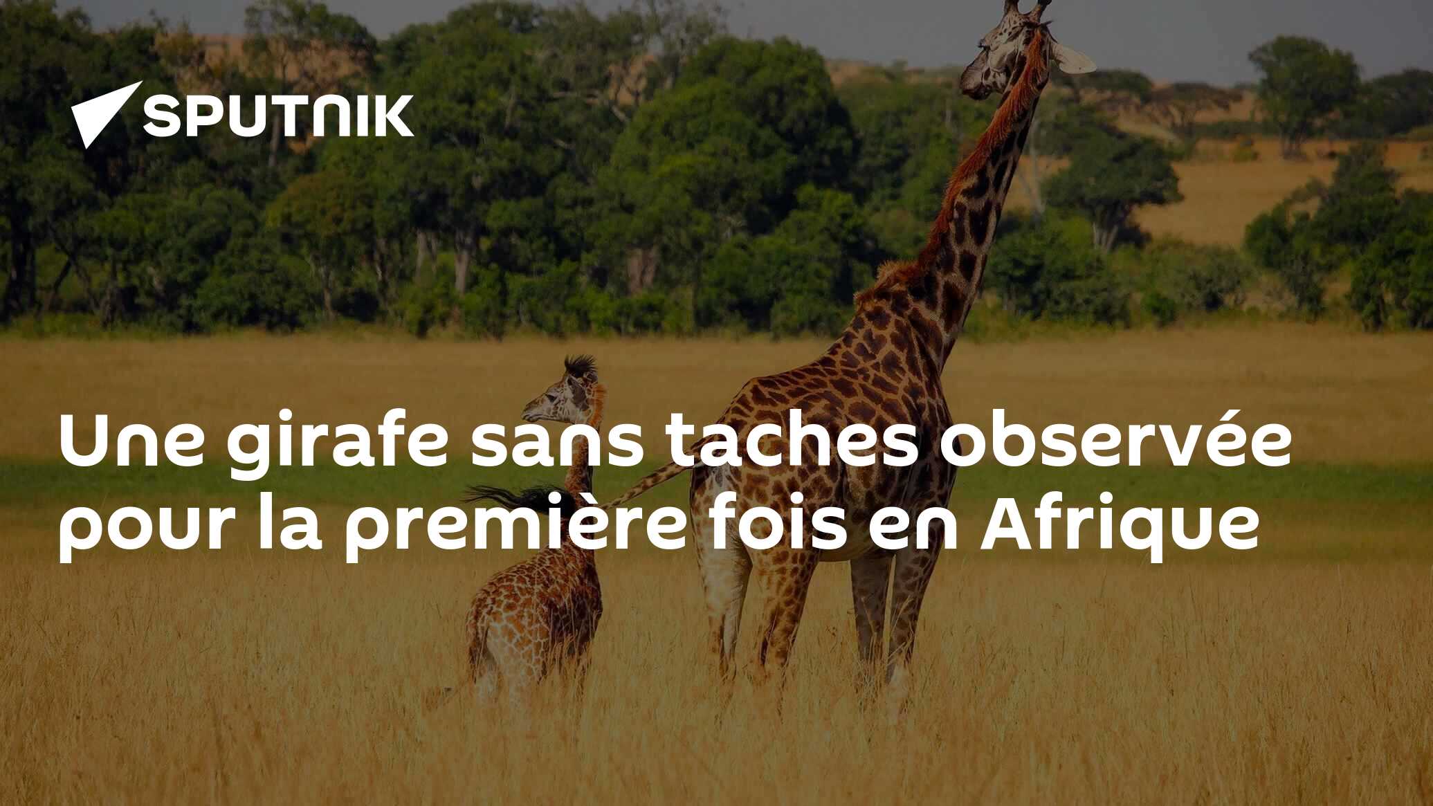 Une girafe sans taches a été observée dans la nature pour la première fois