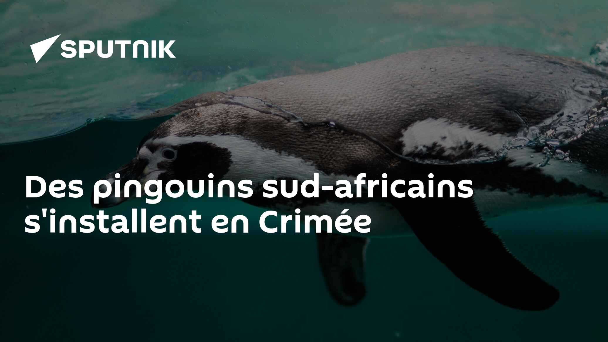 Des pingouins sud-africains s'installent en Crimée