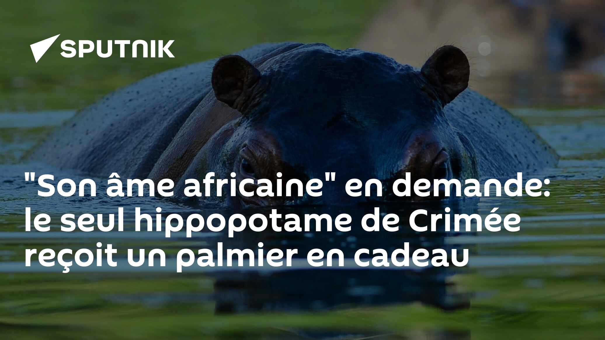 "Son âme africaine" en demande: le seul hippopotame de Crimée reçoit un palmier en cadeau