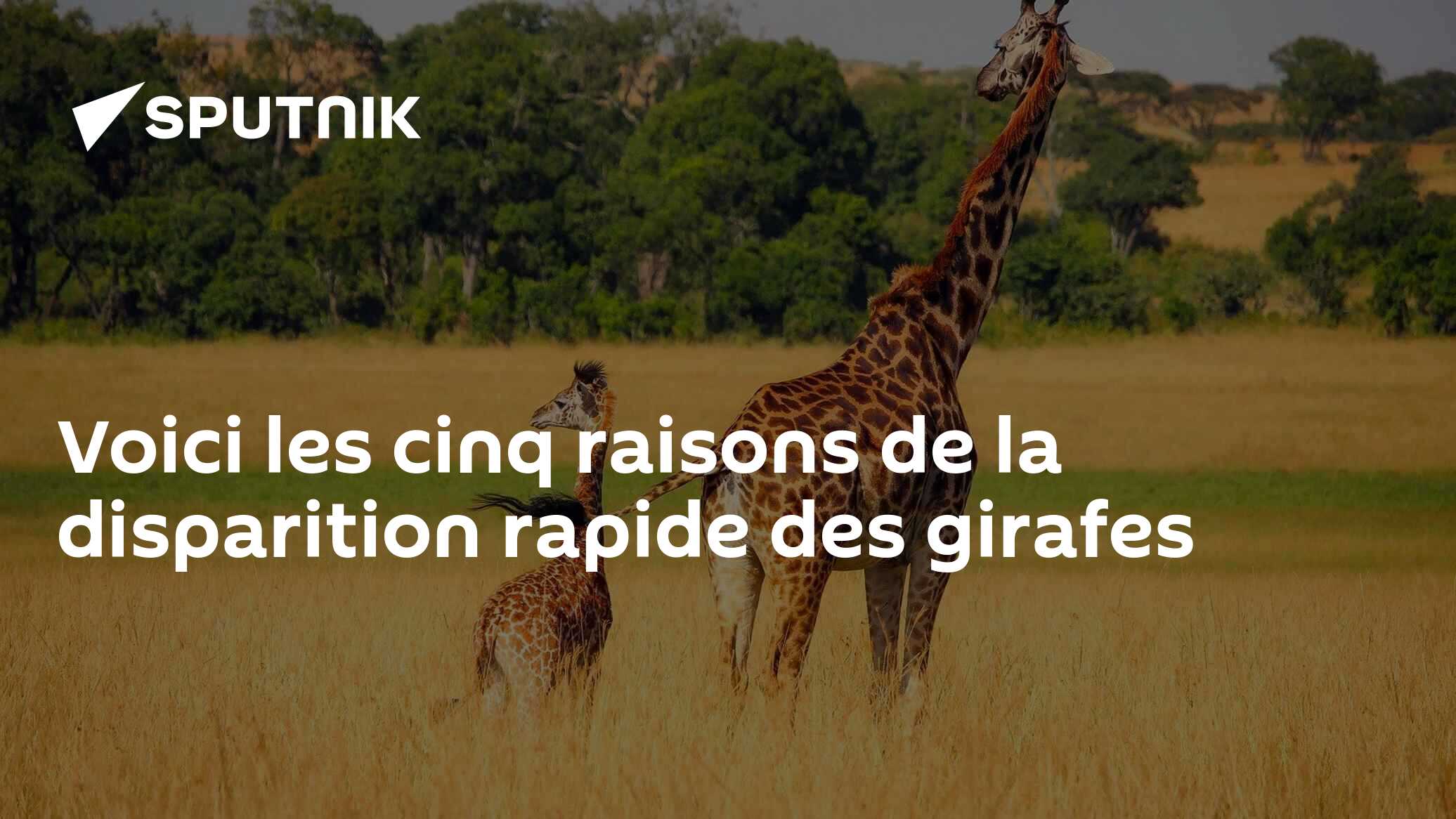 Voici les cinq raisons de la disparition rapide des girafes