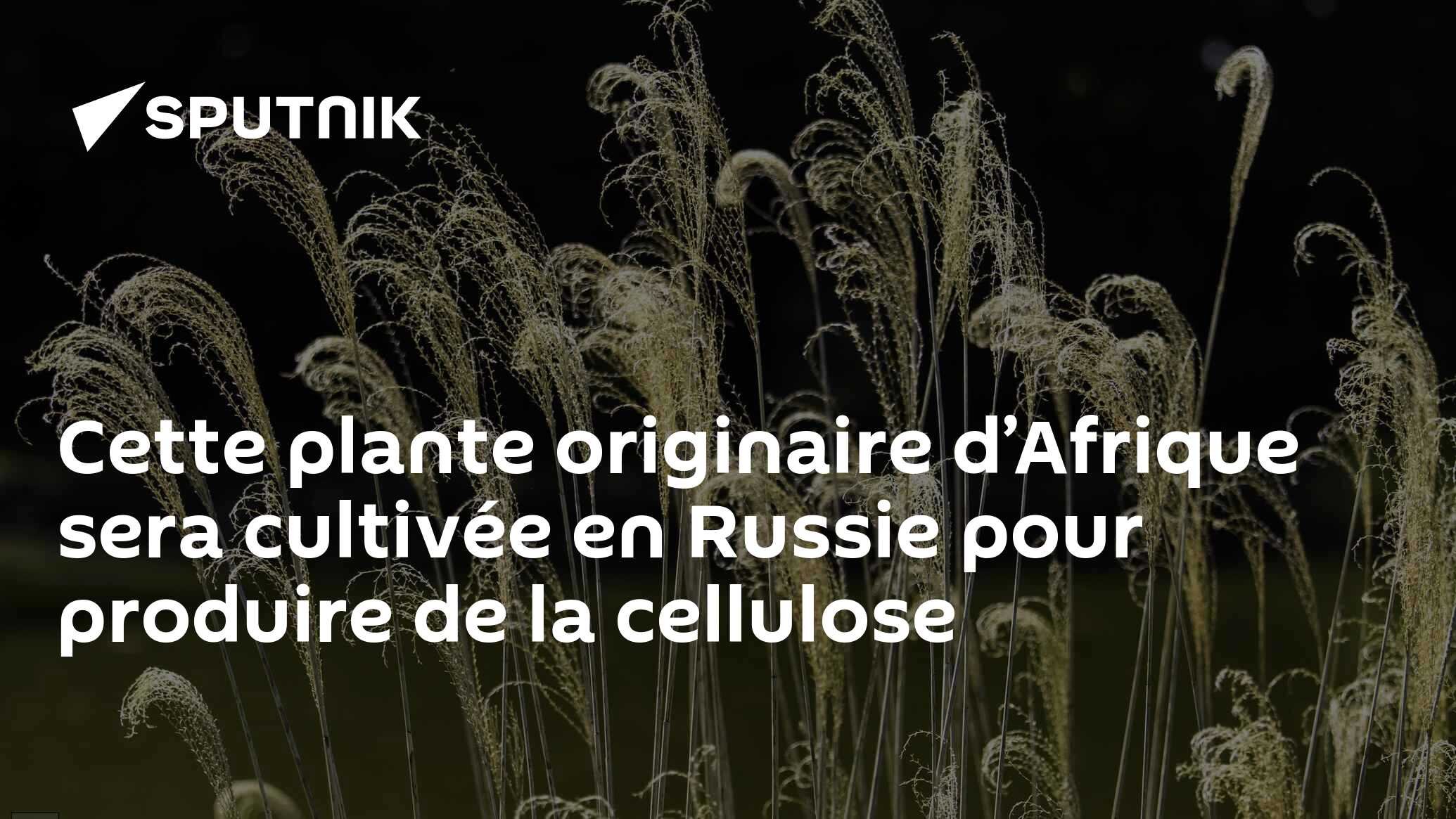 Сette plante originaire d’Afrique sera cultivée en Russie pour produire de la cellulose