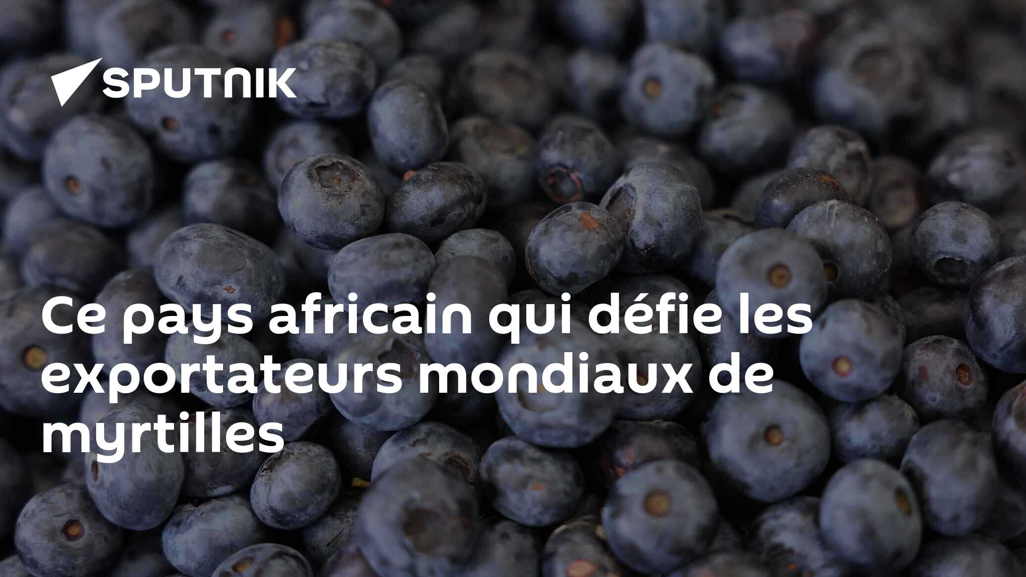 Ce pays africain qui défie les exportateurs mondiaux de myrtilles