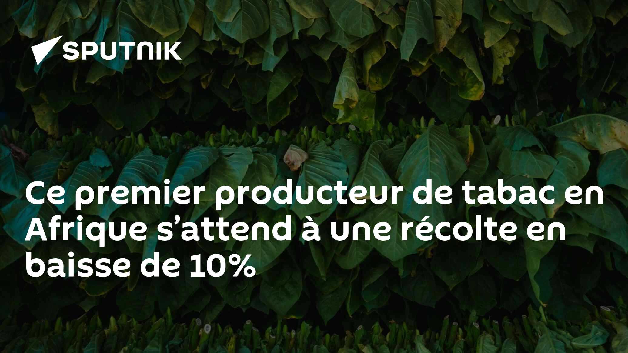 La WHO dénonce la croissance de la production de tabac en Afrique