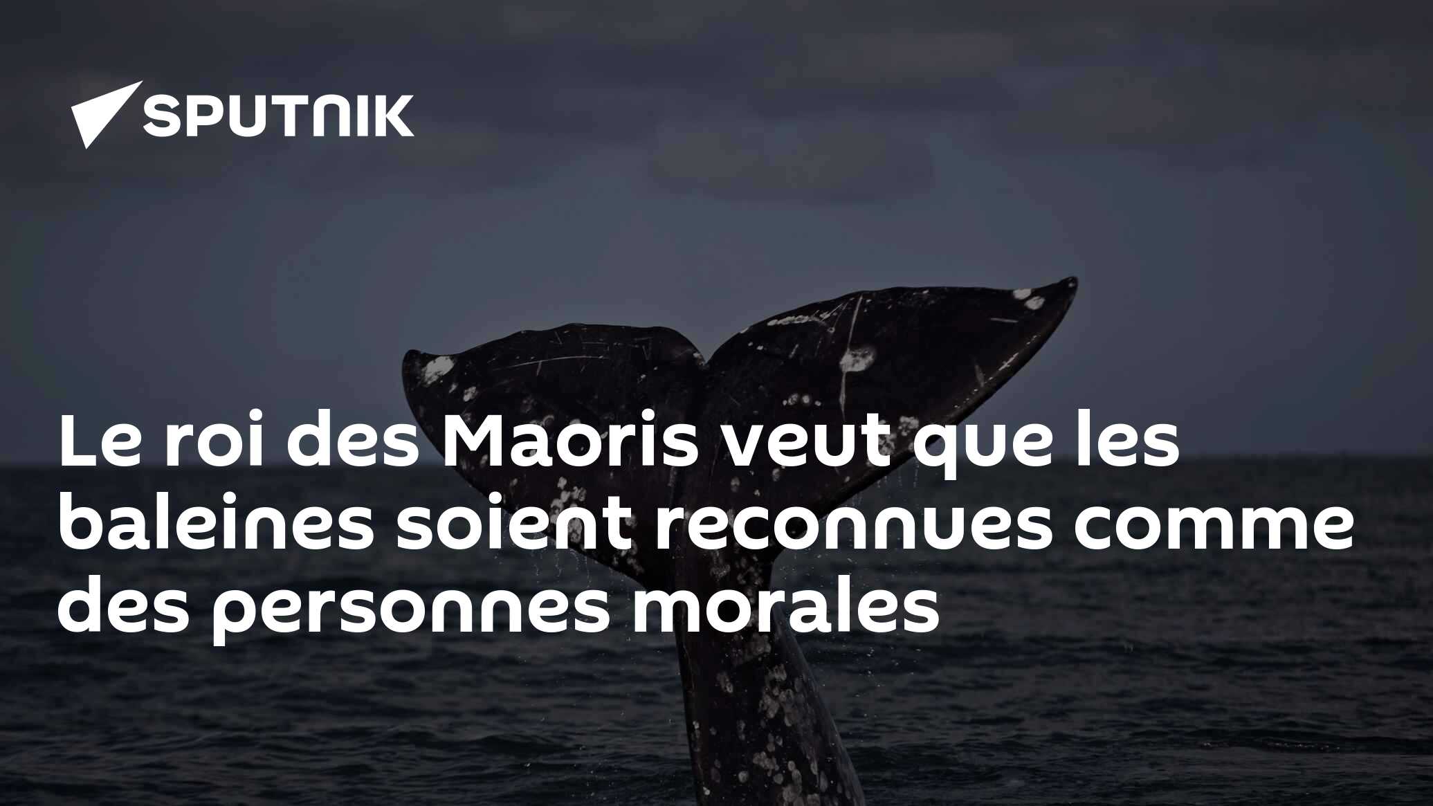 Le roi des Maoris veut que les baleines soient reconnues comme des personnes morales
