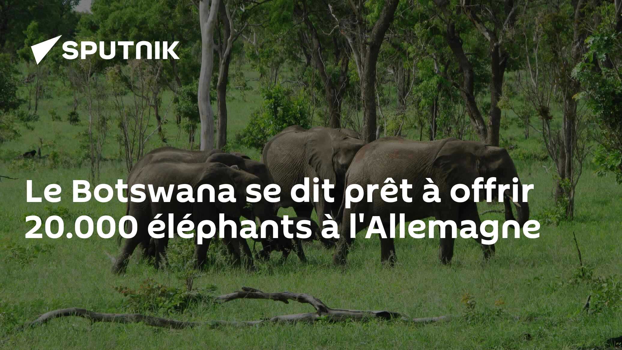 Le Botswana se dit prêt à offrir 20.000 éléphants à l'Allemagne