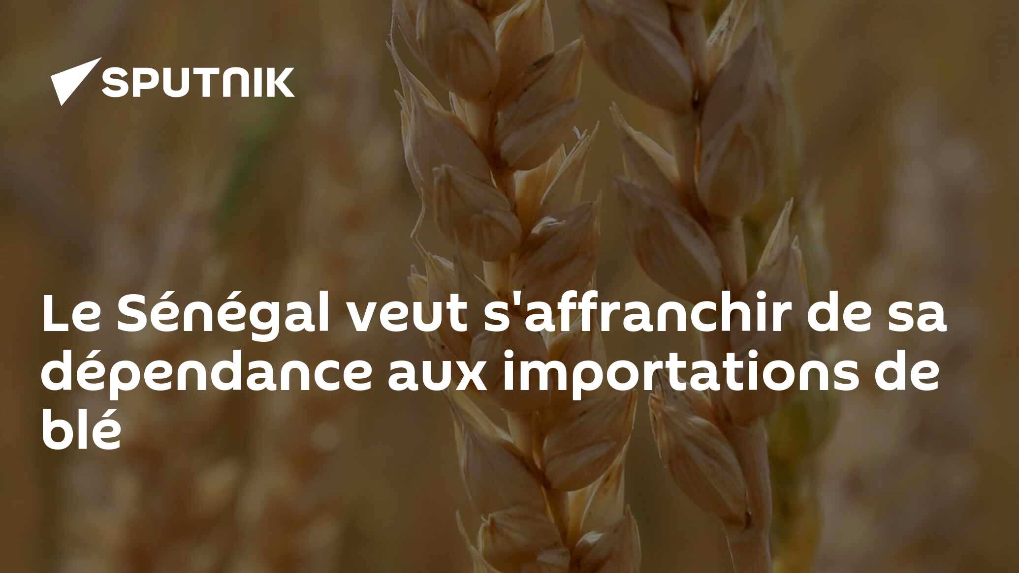 Le Sénégal veut s'affranchir de sa dépendance aux importations de blé