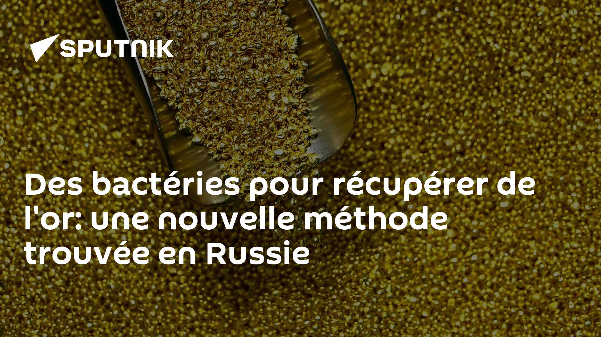 Des bactéries pour récupérer de l'or: une nouvelle méthode trouvée en Russie