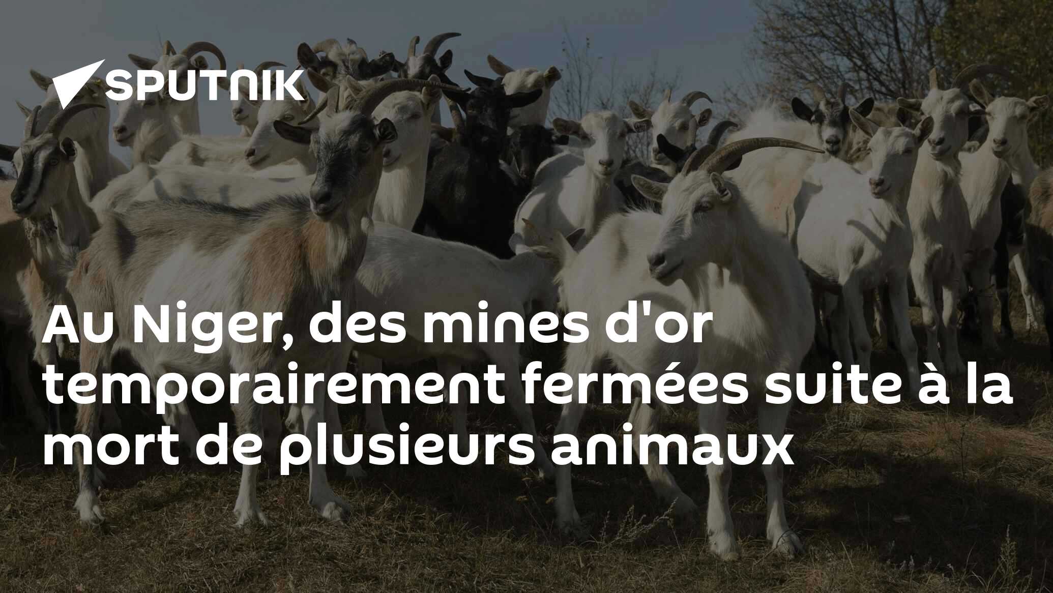 Au Niger, des mines d'or temporairement fermées suite à la mort de plusieurs animaux
