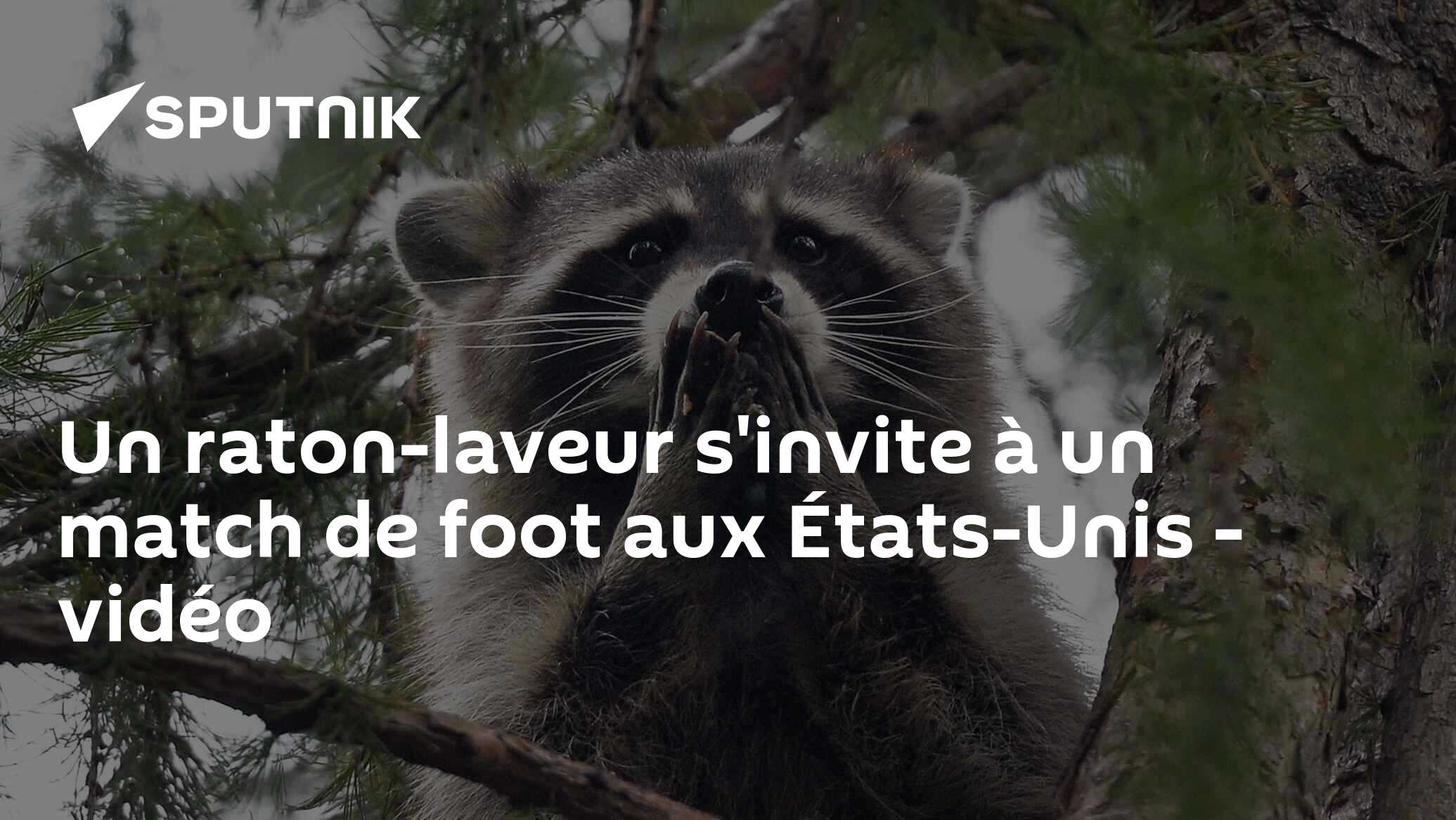Un raton-laveur s'invite à un match de foot aux États-Unis - vidéo
