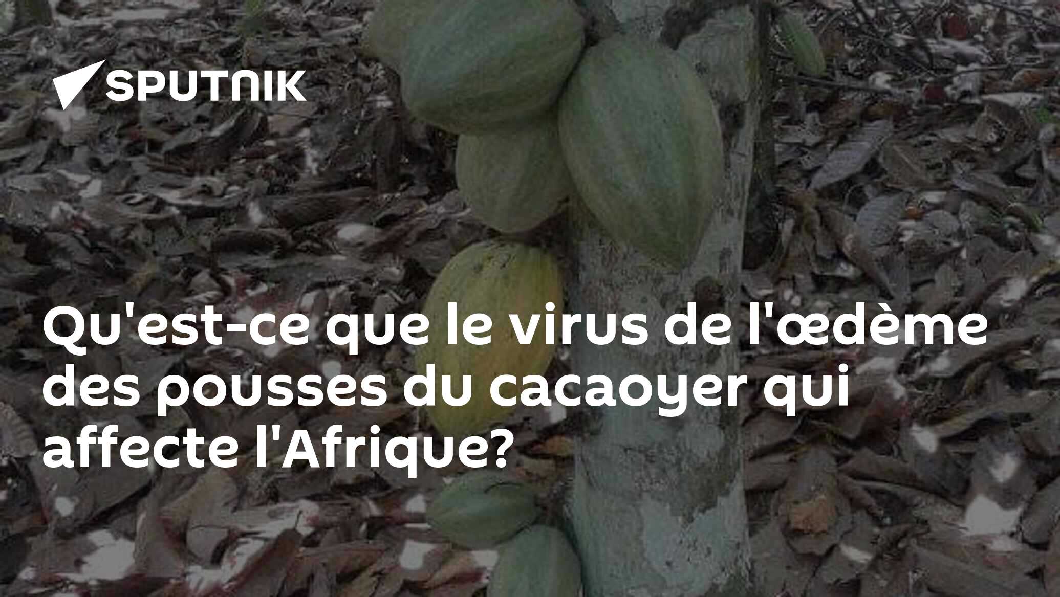 Qu'est-ce que le virus de l'œdème des pousses du cacaoyer qui affecte l'Afrique?