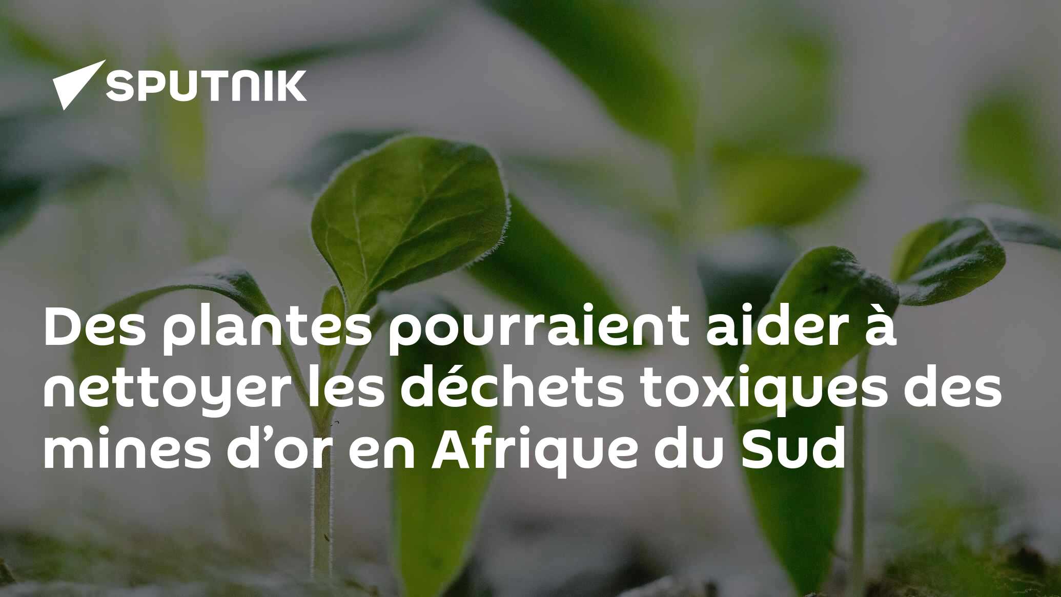 Des plantes pourraient aider à nettoyer les déchets toxiques des mines d’or en Afrique du Sud