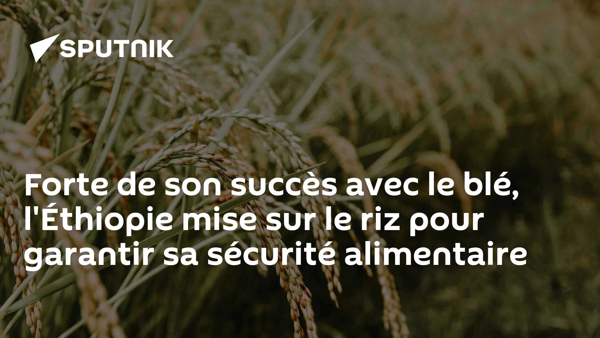 Forte de son succès avec le blé, l'Éthiopie mise sur le riz pour garantir sa sécurité alimentaire