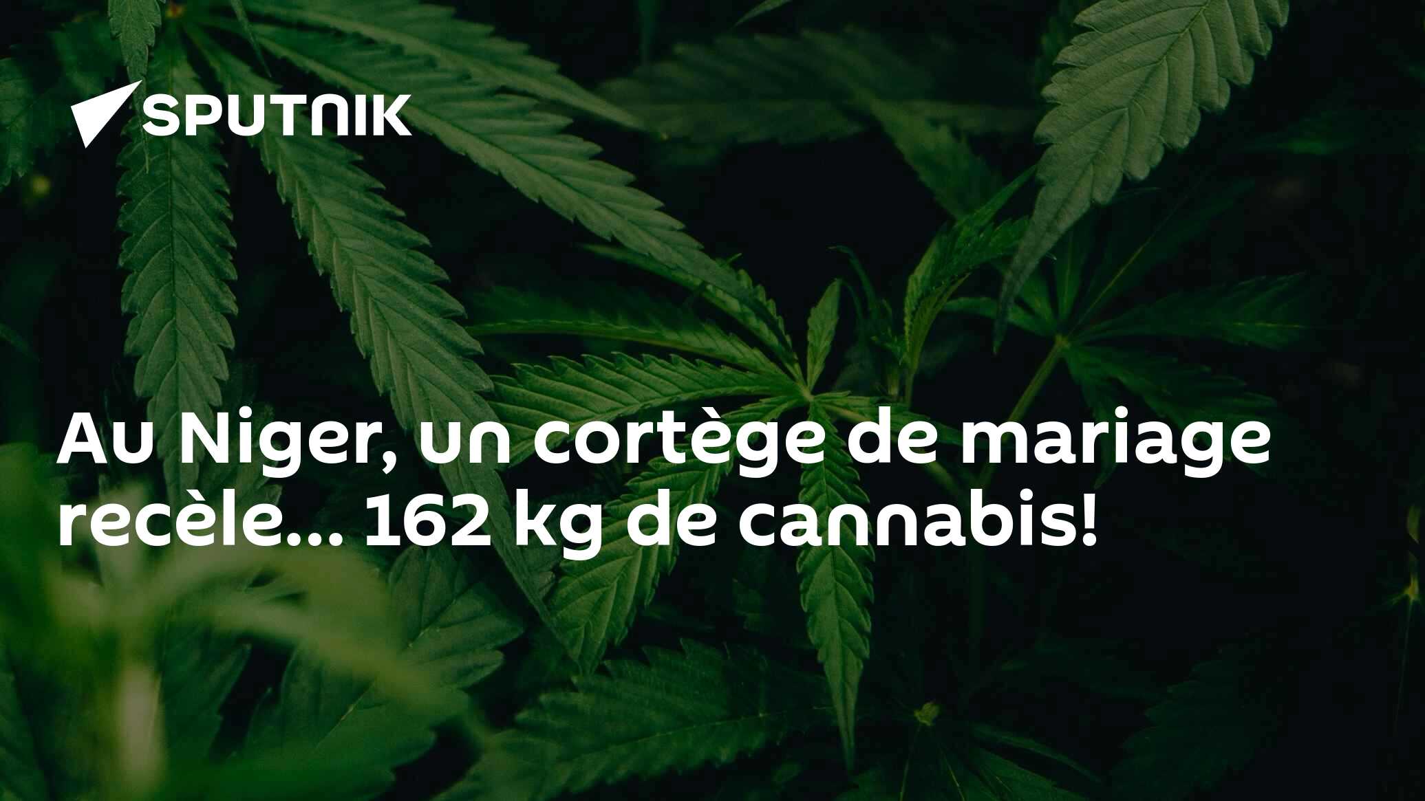 Au Niger, un cortège de mariage recèle… 162 kg de cannabis!