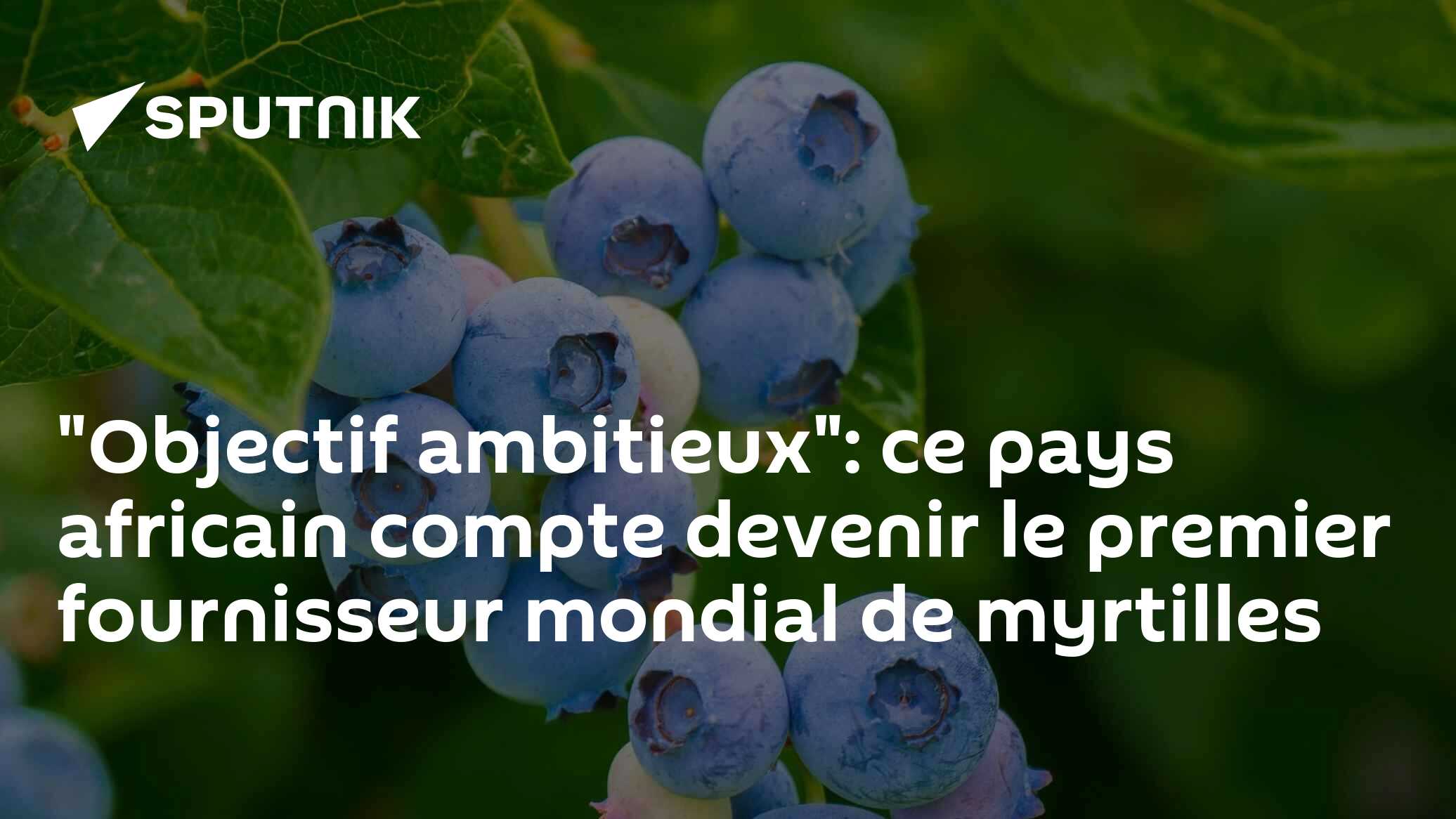 "Objectif ambitieux": ce pays africain compte devenir le premier fournisseur mondial de myrtilles