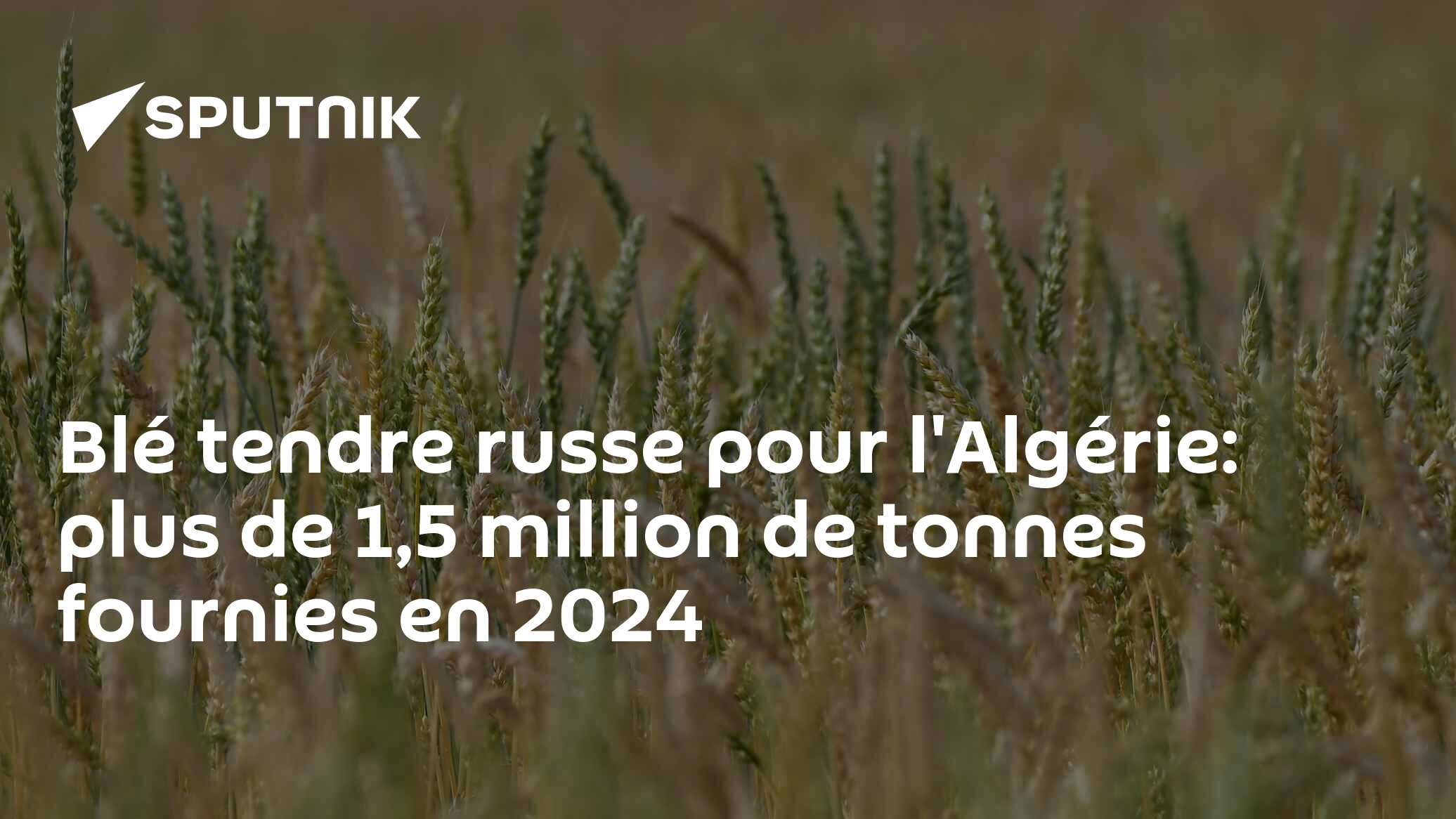 Blé tendre russe pour l'Algérie: plus de 1,5 million de tonnes fournies en 2024