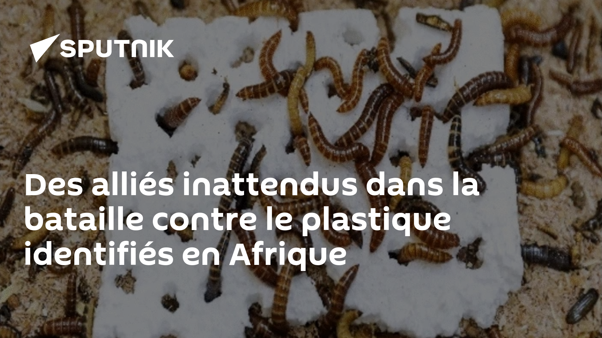 Des alliés inattendus dans la bataille contre le plastique identifiés en Afrique