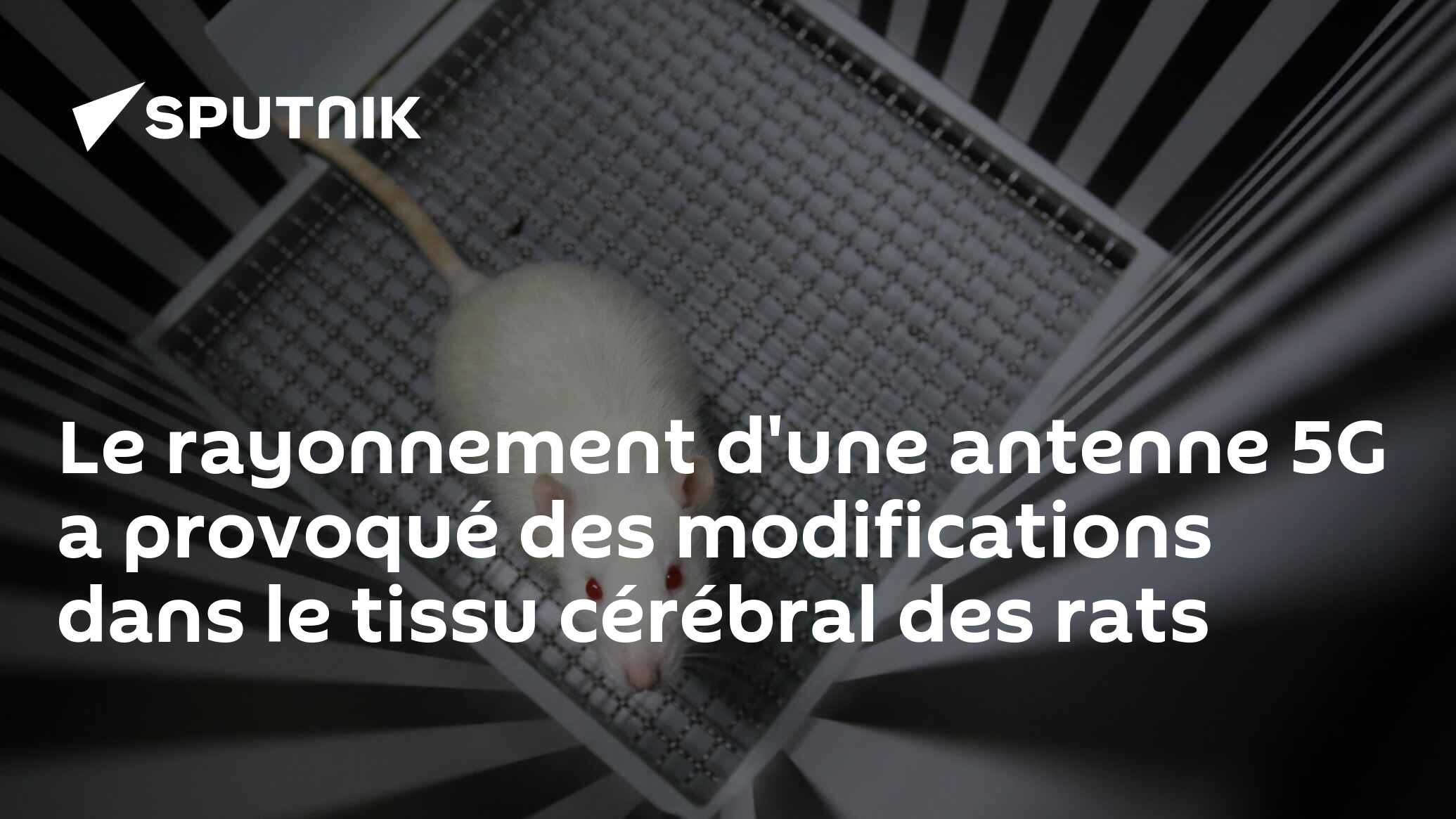 Le rayonnement d'une antenne 5G a provoqué des modifications dans le tissu cérébral des rats