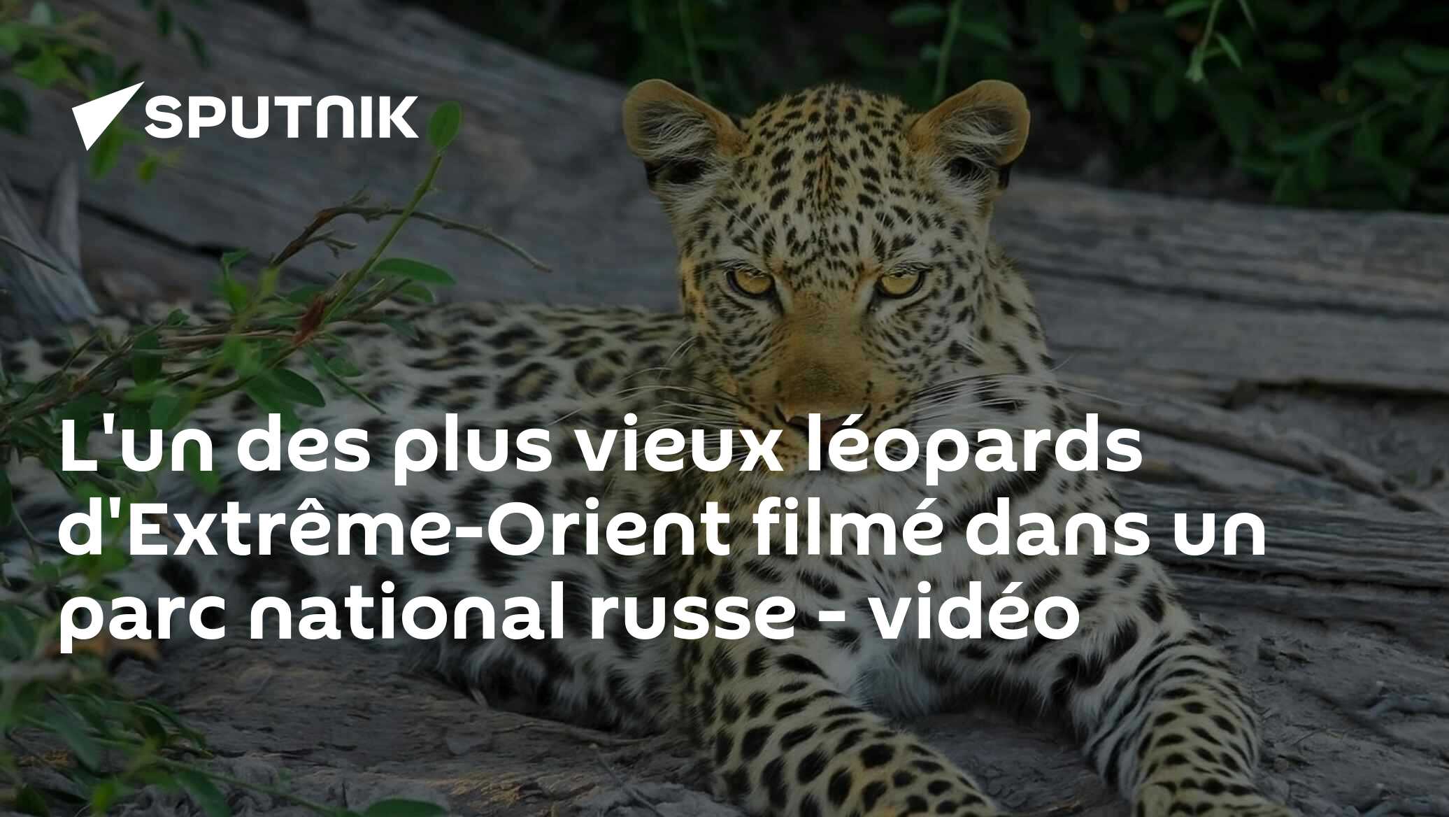 L'un des plus vieux léopards d'Extrême-Orient filmé dans un parc national russe - vidéo
