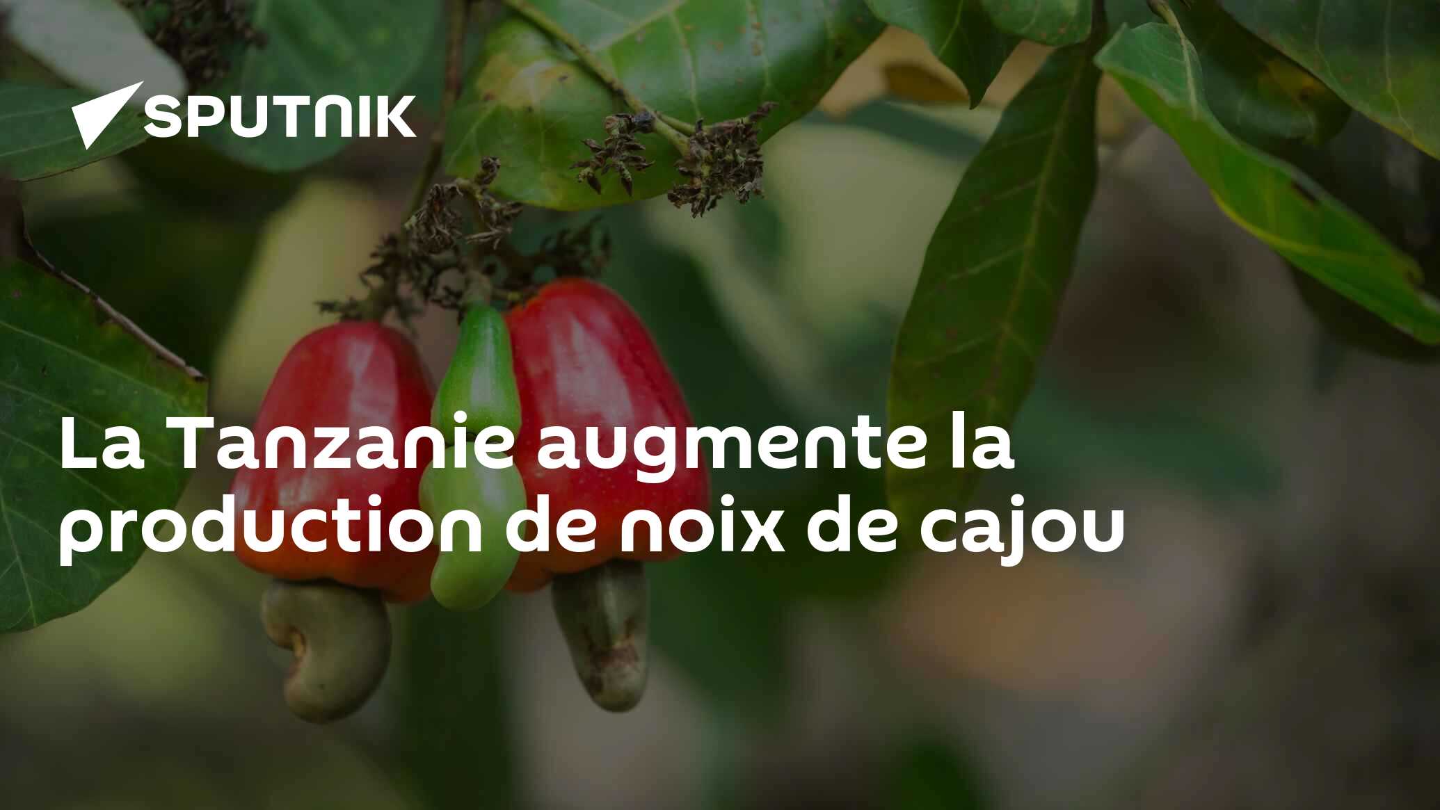 La Tanzanie augmente la production de noix de cajou
