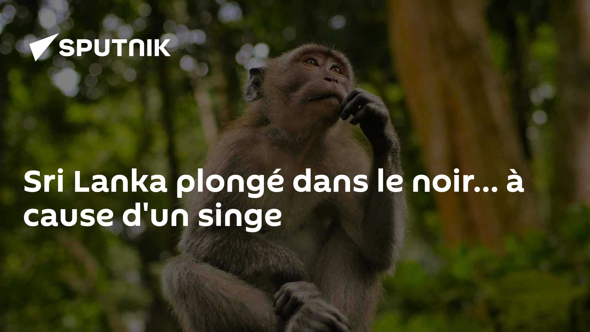 Sri Lanka plongé dans le noir… à cause d'un singe