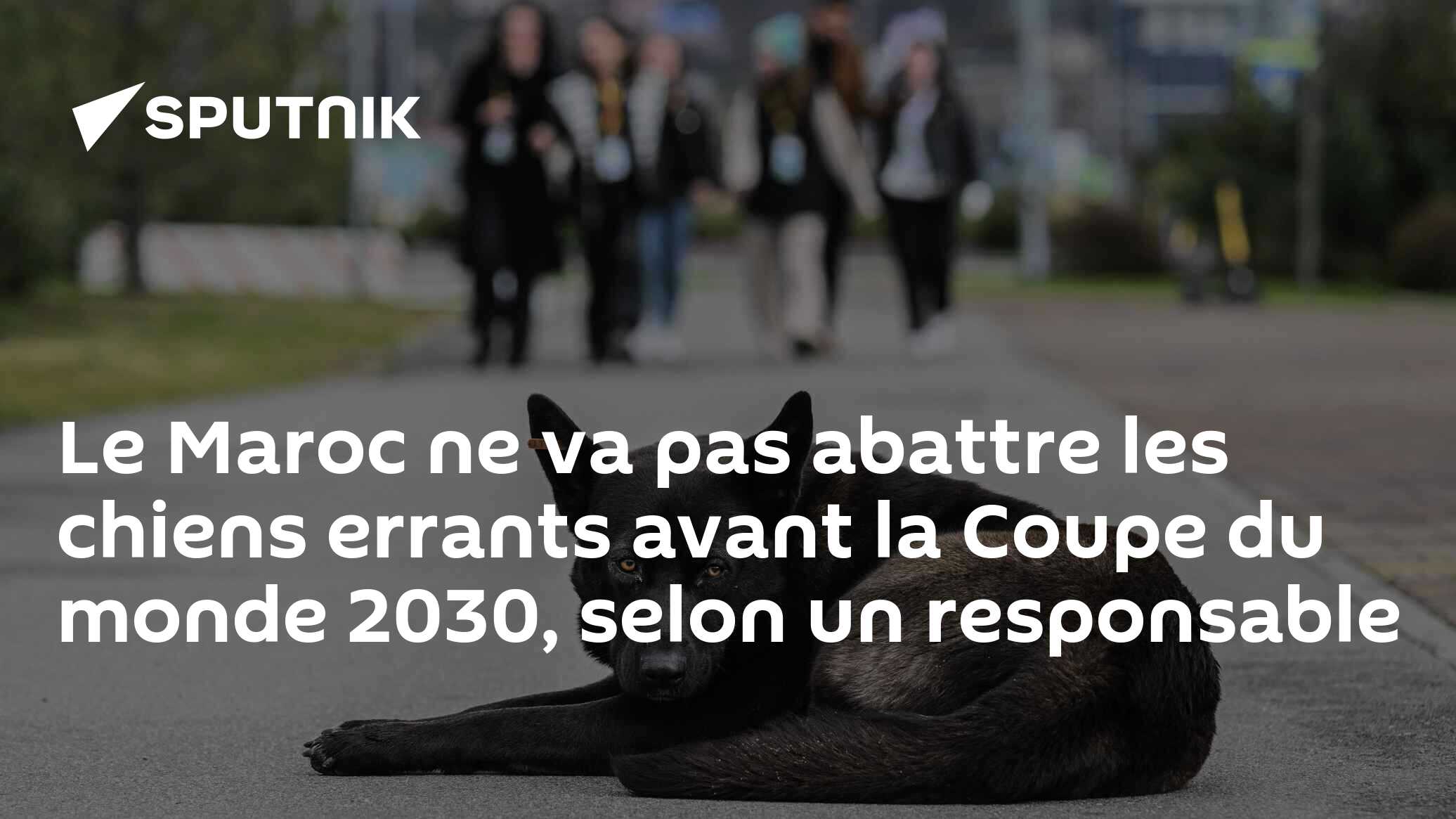 Le Maroc ne va pas abattre les chiens errants avant la Coupe du monde 2030, selon un responsable